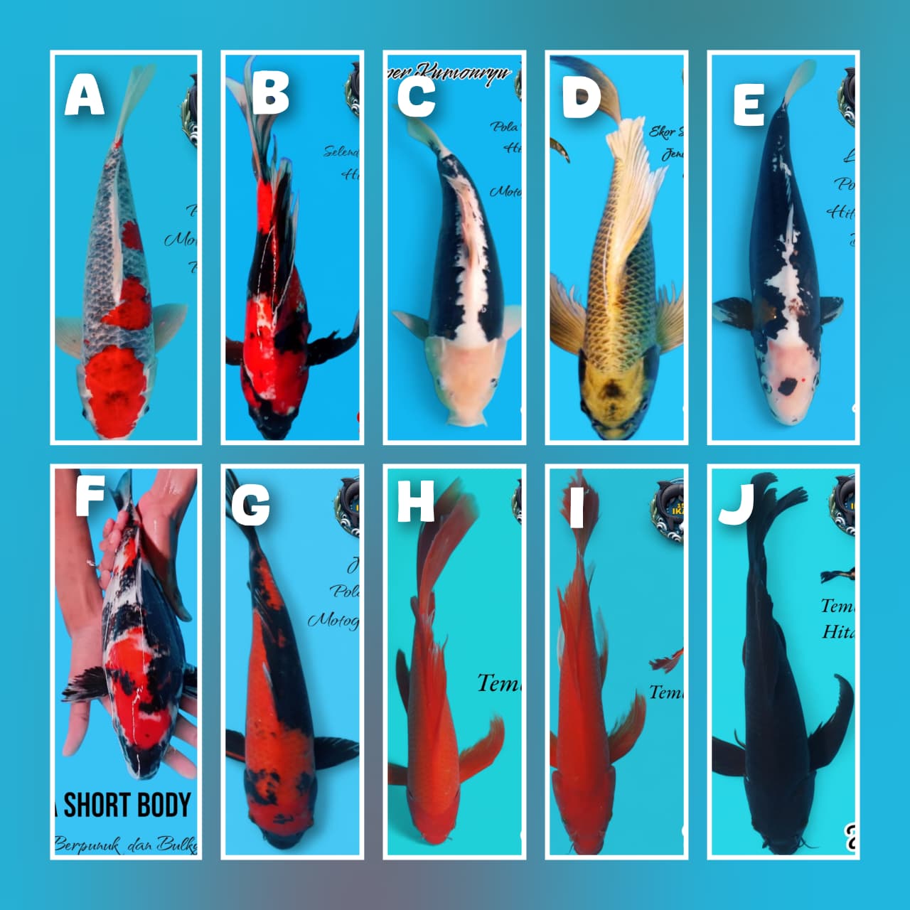 Lelang Koi Online, Jual Beli Ikan Koi, Pasar Koi Terbaik, Agen Lelang Koi, Penawaran Koi Berkualitas, Harga Jual Koi, Lelang Ikan Koi Import, Beli Koi Online, Jual Koi Murah, Koi Showroom, Penjual Koi Terpercaya, Lelang Koi Jakarta, Jual Koi Lokal, Koi Kualitas Unggul, Harga Terbaik Koi, Jual Koi Indukan, Lelang Ikan Hias Koi, Pasar Koi Indonesia, Beli Koi Berkualitas Tinggi, Koi Farm Terbesar, Jual Beli Koi Impor, Lelang Ikan Koi Kualitas Premium, Daftar Harga Koi Terbaru, Pusat Jual Beli Koi, Info Lelang Koi Hari Ini.