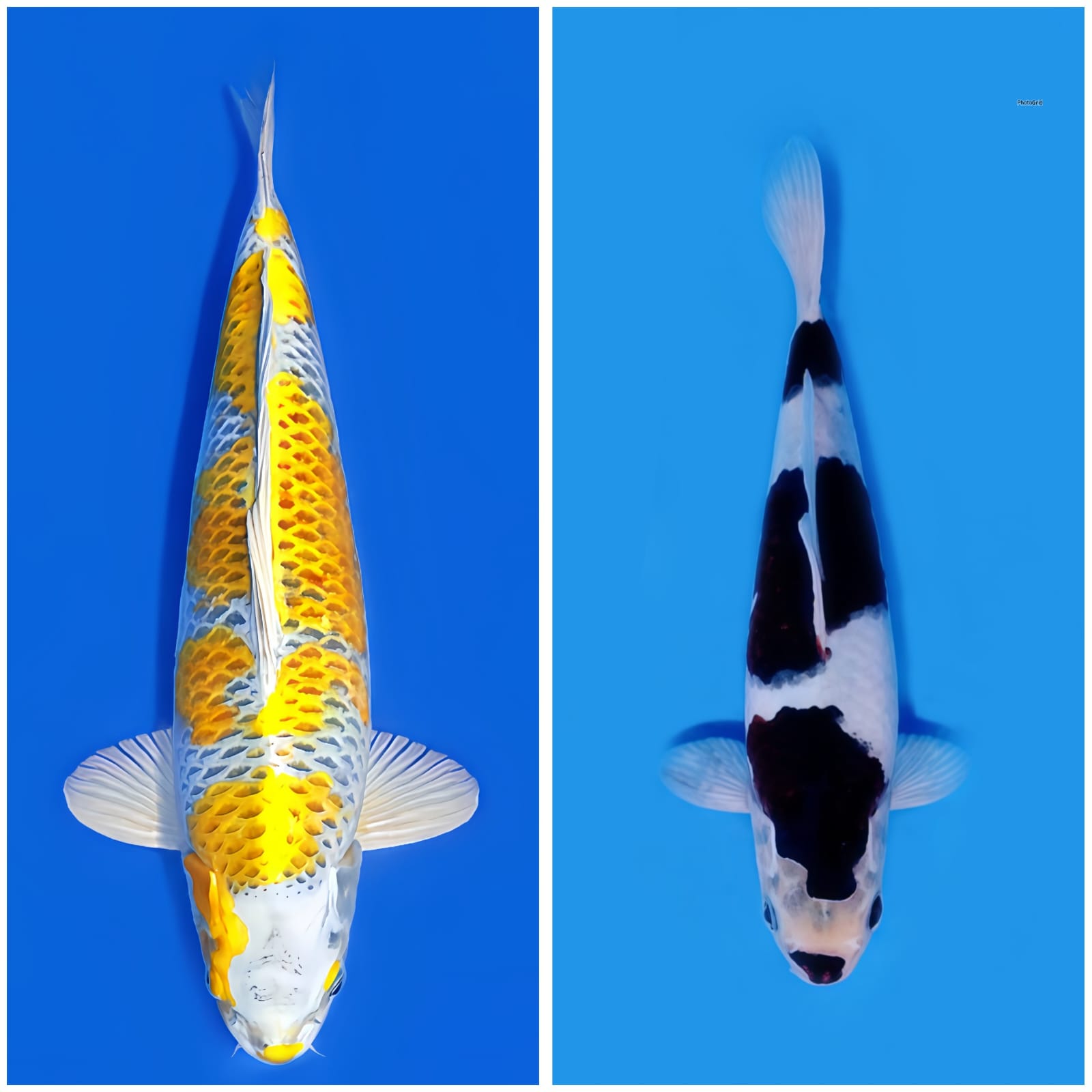 Lelang Koi Online, Jual Beli Ikan Koi, Pasar Koi Terbaik, Agen Lelang Koi, Penawaran Koi Berkualitas, Harga Jual Koi, Lelang Ikan Koi Import, Beli Koi Online, Jual Koi Murah, Koi Showroom, Penjual Koi Terpercaya, Lelang Koi Jakarta, Jual Koi Lokal, Koi Kualitas Unggul, Harga Terbaik Koi, Jual Koi Indukan, Lelang Ikan Hias Koi, Pasar Koi Indonesia, Beli Koi Berkualitas Tinggi, Koi Farm Terbesar, Jual Beli Koi Impor, Lelang Ikan Koi Kualitas Premium, Daftar Harga Koi Terbaru, Pusat Jual Beli Koi, Info Lelang Koi Hari Ini.