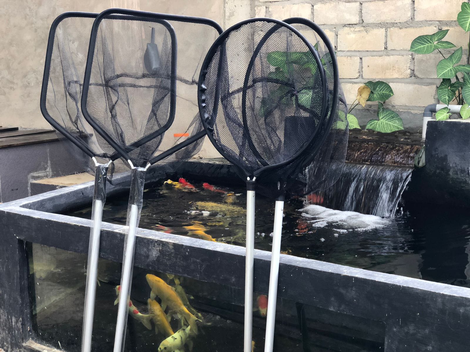 Lelang Koi Online, Jual Beli Ikan Koi, Pasar Koi Terbaik, Agen Lelang Koi, Penawaran Koi Berkualitas, Harga Jual Koi, Lelang Ikan Koi Import, Beli Koi Online, Jual Koi Murah, Koi Showroom, Penjual Koi Terpercaya, Lelang Koi Jakarta, Jual Koi Lokal, Koi Kualitas Unggul, Harga Terbaik Koi, Jual Koi Indukan, Lelang Ikan Hias Koi, Pasar Koi Indonesia, Beli Koi Berkualitas Tinggi, Koi Farm Terbesar, Jual Beli Koi Impor, Lelang Ikan Koi Kualitas Premium, Daftar Harga Koi Terbaru, Pusat Jual Beli Koi, Info Lelang Koi Hari Ini.