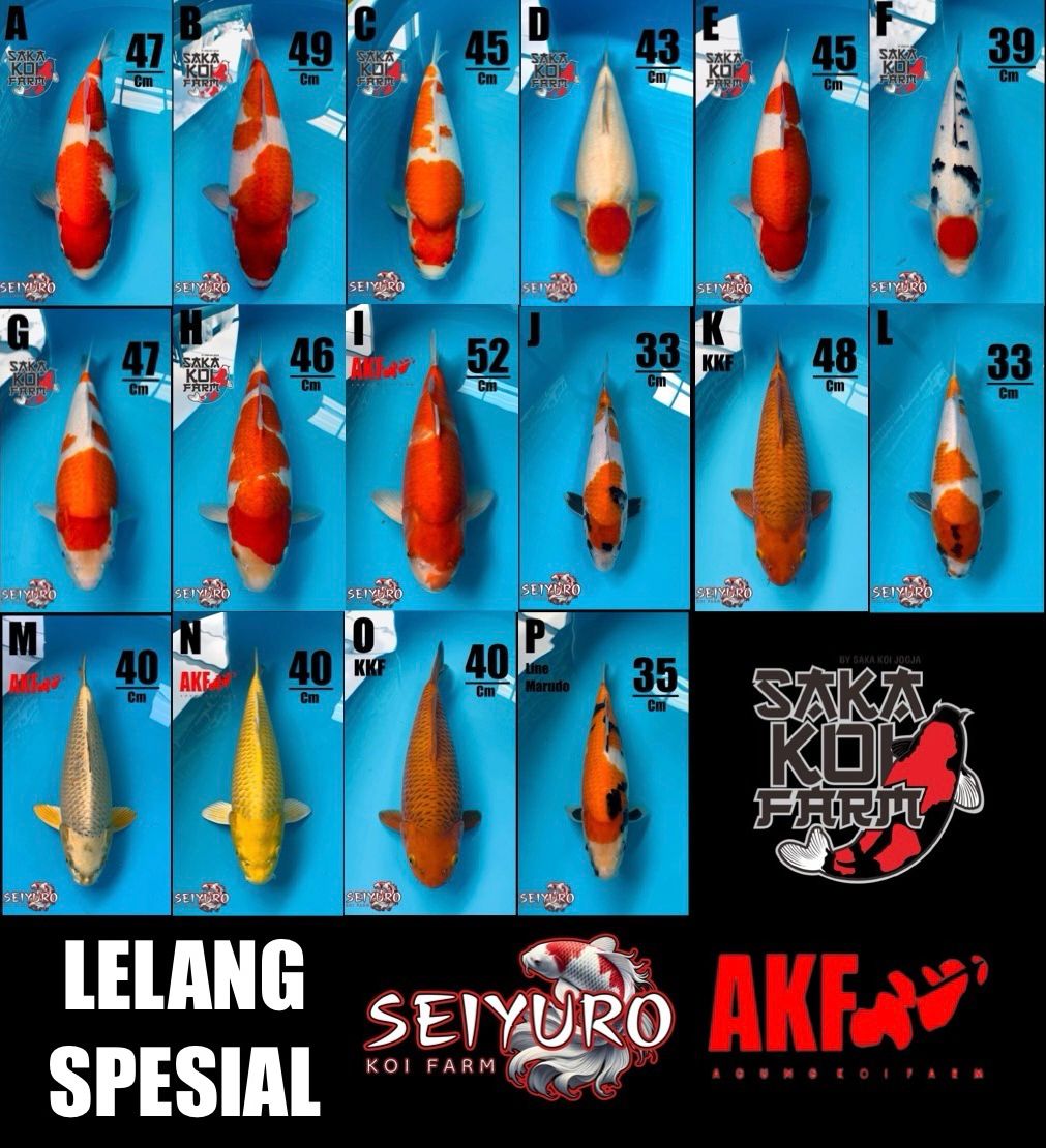 Lelang Koi Online, Jual Beli Ikan Koi, Pasar Koi Terbaik, Agen Lelang Koi, Penawaran Koi Berkualitas, Harga Jual Koi, Lelang Ikan Koi Import, Beli Koi Online, Jual Koi Murah, Koi Showroom, Penjual Koi Terpercaya, Lelang Koi Jakarta, Jual Koi Lokal, Koi Kualitas Unggul, Harga Terbaik Koi, Jual Koi Indukan, Lelang Ikan Hias Koi, Pasar Koi Indonesia, Beli Koi Berkualitas Tinggi, Koi Farm Terbesar, Jual Beli Koi Impor, Lelang Ikan Koi Kualitas Premium, Daftar Harga Koi Terbaru, Pusat Jual Beli Koi, Info Lelang Koi Hari Ini.
