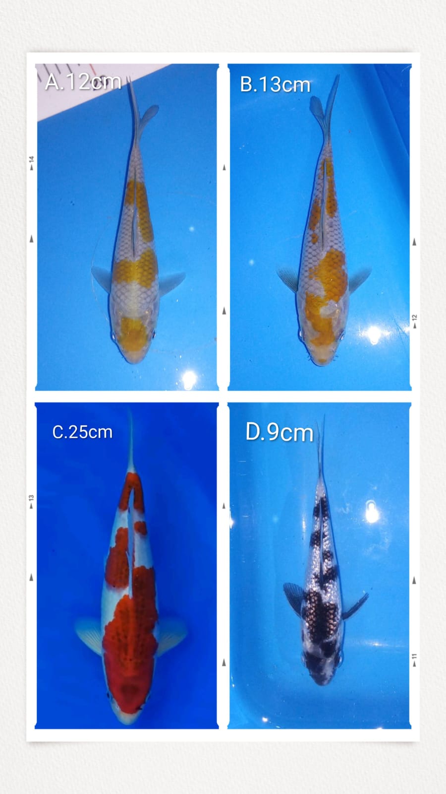 Lelang Koi Online, Jual Beli Ikan Koi, Pasar Koi Terbaik, Agen Lelang Koi, Penawaran Koi Berkualitas, Harga Jual Koi, Lelang Ikan Koi Import, Beli Koi Online, Jual Koi Murah, Koi Showroom, Penjual Koi Terpercaya, Lelang Koi Jakarta, Jual Koi Lokal, Koi Kualitas Unggul, Harga Terbaik Koi, Jual Koi Indukan, Lelang Ikan Hias Koi, Pasar Koi Indonesia, Beli Koi Berkualitas Tinggi, Koi Farm Terbesar, Jual Beli Koi Impor, Lelang Ikan Koi Kualitas Premium, Daftar Harga Koi Terbaru, Pusat Jual Beli Koi, Info Lelang Koi Hari Ini.