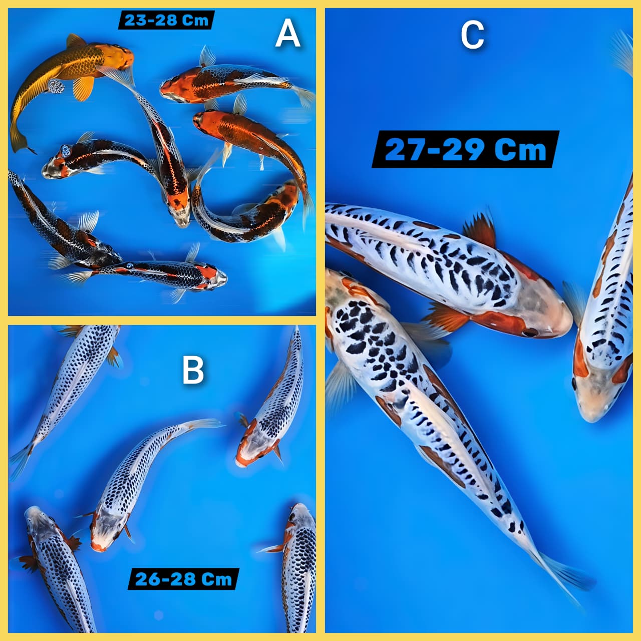 Lelang Koi Online, Jual Beli Ikan Koi, Pasar Koi Terbaik, Agen Lelang Koi, Penawaran Koi Berkualitas, Harga Jual Koi, Lelang Ikan Koi Import, Beli Koi Online, Jual Koi Murah, Koi Showroom, Penjual Koi Terpercaya, Lelang Koi Jakarta, Jual Koi Lokal, Koi Kualitas Unggul, Harga Terbaik Koi, Jual Koi Indukan, Lelang Ikan Hias Koi, Pasar Koi Indonesia, Beli Koi Berkualitas Tinggi, Koi Farm Terbesar, Jual Beli Koi Impor, Lelang Ikan Koi Kualitas Premium, Daftar Harga Koi Terbaru, Pusat Jual Beli Koi, Info Lelang Koi Hari Ini.