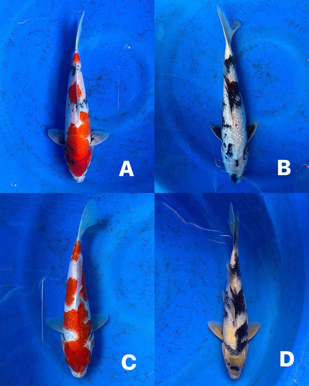 Lelang Koi Online, Jual Beli Ikan Koi, Pasar Koi Terbaik, Agen Lelang Koi, Penawaran Koi Berkualitas, Harga Jual Koi, Lelang Ikan Koi Import, Beli Koi Online, Jual Koi Murah, Koi Showroom, Penjual Koi Terpercaya, Lelang Koi Jakarta, Jual Koi Lokal, Koi Kualitas Unggul, Harga Terbaik Koi, Jual Koi Indukan, Lelang Ikan Hias Koi, Pasar Koi Indonesia, Beli Koi Berkualitas Tinggi, Koi Farm Terbesar, Jual Beli Koi Impor, Lelang Ikan Koi Kualitas Premium, Daftar Harga Koi Terbaru, Pusat Jual Beli Koi, Info Lelang Koi Hari Ini.