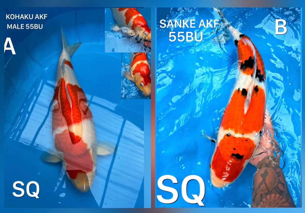 Lelang Koi Online, Jual Beli Ikan Koi, Pasar Koi Terbaik, Agen Lelang Koi, Penawaran Koi Berkualitas, Harga Jual Koi, Lelang Ikan Koi Import, Beli Koi Online, Jual Koi Murah, Koi Showroom, Penjual Koi Terpercaya, Lelang Koi Jakarta, Jual Koi Lokal, Koi Kualitas Unggul, Harga Terbaik Koi, Jual Koi Indukan, Lelang Ikan Hias Koi, Pasar Koi Indonesia, Beli Koi Berkualitas Tinggi, Koi Farm Terbesar, Jual Beli Koi Impor, Lelang Ikan Koi Kualitas Premium, Daftar Harga Koi Terbaru, Pusat Jual Beli Koi, Info Lelang Koi Hari Ini.