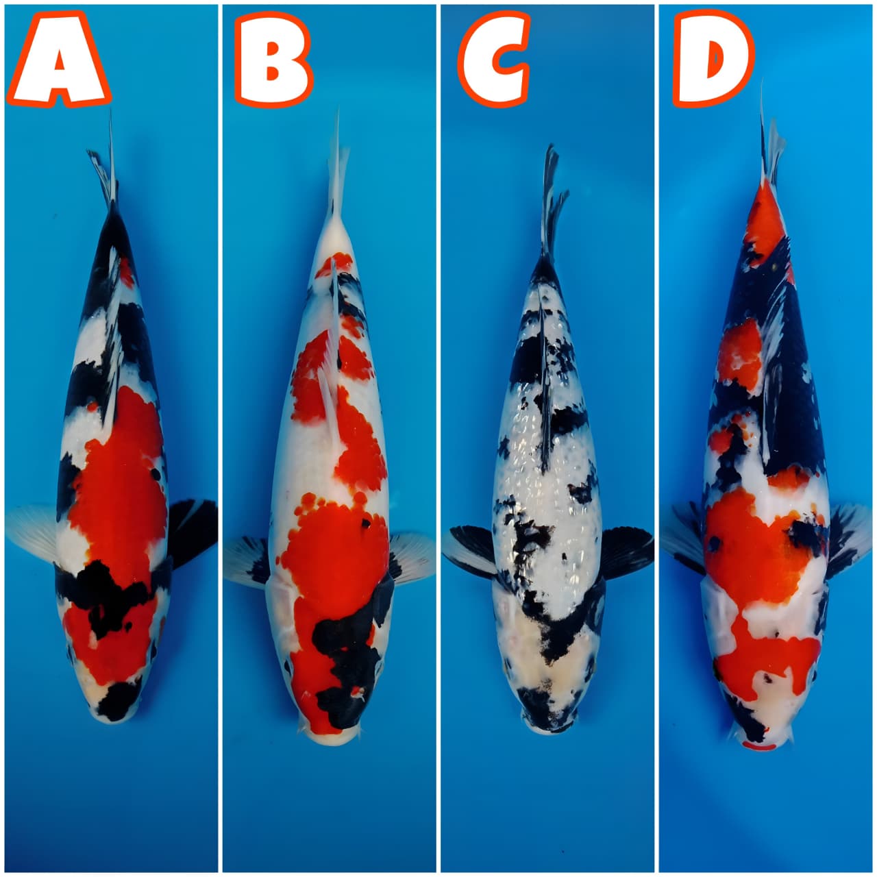 Lelang Koi Online, Jual Beli Ikan Koi, Pasar Koi Terbaik, Agen Lelang Koi, Penawaran Koi Berkualitas, Harga Jual Koi, Lelang Ikan Koi Import, Beli Koi Online, Jual Koi Murah, Koi Showroom, Penjual Koi Terpercaya, Lelang Koi Jakarta, Jual Koi Lokal, Koi Kualitas Unggul, Harga Terbaik Koi, Jual Koi Indukan, Lelang Ikan Hias Koi, Pasar Koi Indonesia, Beli Koi Berkualitas Tinggi, Koi Farm Terbesar, Jual Beli Koi Impor, Lelang Ikan Koi Kualitas Premium, Daftar Harga Koi Terbaru, Pusat Jual Beli Koi, Info Lelang Koi Hari Ini.