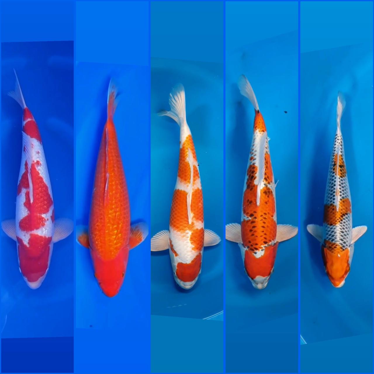 Lelang Koi Online, Jual Beli Ikan Koi, Pasar Koi Terbaik, Agen Lelang Koi, Penawaran Koi Berkualitas, Harga Jual Koi, Lelang Ikan Koi Import, Beli Koi Online, Jual Koi Murah, Koi Showroom, Penjual Koi Terpercaya, Lelang Koi Jakarta, Jual Koi Lokal, Koi Kualitas Unggul, Harga Terbaik Koi, Jual Koi Indukan, Lelang Ikan Hias Koi, Pasar Koi Indonesia, Beli Koi Berkualitas Tinggi, Koi Farm Terbesar, Jual Beli Koi Impor, Lelang Ikan Koi Kualitas Premium, Daftar Harga Koi Terbaru, Pusat Jual Beli Koi, Info Lelang Koi Hari Ini.