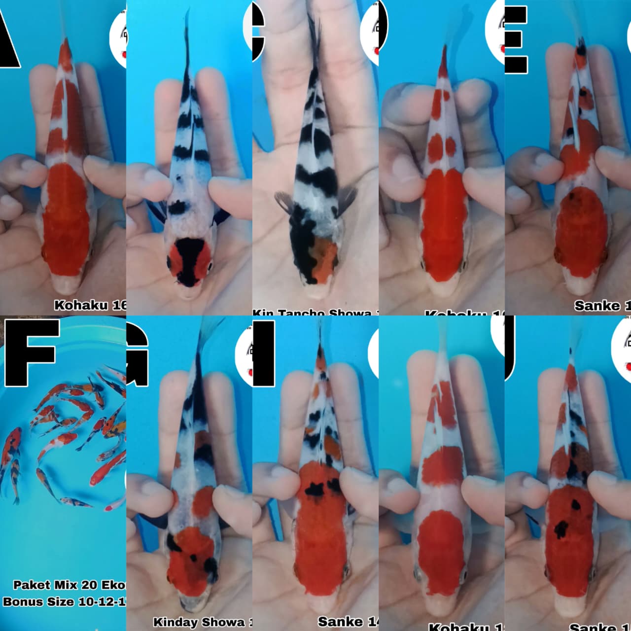 Lelang Koi Online, Jual Beli Ikan Koi, Pasar Koi Terbaik, Agen Lelang Koi, Penawaran Koi Berkualitas, Harga Jual Koi, Lelang Ikan Koi Import, Beli Koi Online, Jual Koi Murah, Koi Showroom, Penjual Koi Terpercaya, Lelang Koi Jakarta, Jual Koi Lokal, Koi Kualitas Unggul, Harga Terbaik Koi, Jual Koi Indukan, Lelang Ikan Hias Koi, Pasar Koi Indonesia, Beli Koi Berkualitas Tinggi, Koi Farm Terbesar, Jual Beli Koi Impor, Lelang Ikan Koi Kualitas Premium, Daftar Harga Koi Terbaru, Pusat Jual Beli Koi, Info Lelang Koi Hari Ini.