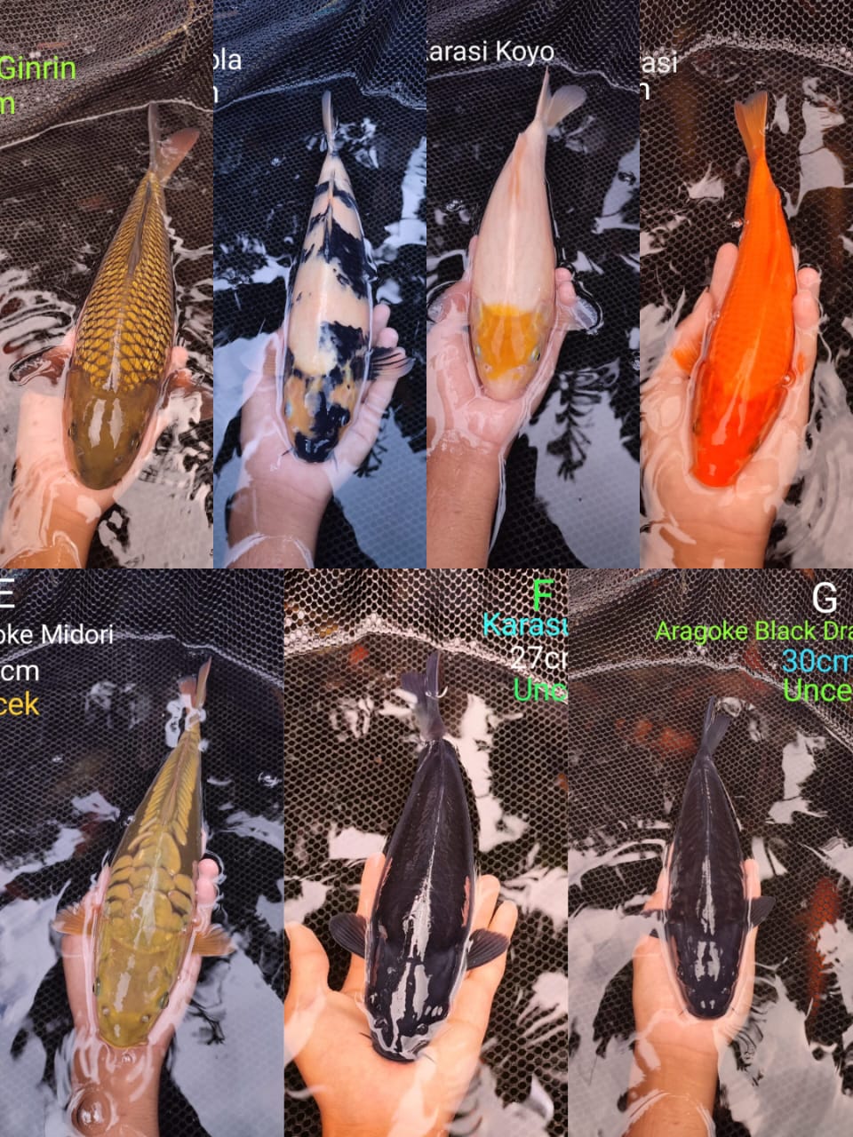 Lelang Koi Online, Jual Beli Ikan Koi, Pasar Koi Terbaik, Agen Lelang Koi, Penawaran Koi Berkualitas, Harga Jual Koi, Lelang Ikan Koi Import, Beli Koi Online, Jual Koi Murah, Koi Showroom, Penjual Koi Terpercaya, Lelang Koi Jakarta, Jual Koi Lokal, Koi Kualitas Unggul, Harga Terbaik Koi, Jual Koi Indukan, Lelang Ikan Hias Koi, Pasar Koi Indonesia, Beli Koi Berkualitas Tinggi, Koi Farm Terbesar, Jual Beli Koi Impor, Lelang Ikan Koi Kualitas Premium, Daftar Harga Koi Terbaru, Pusat Jual Beli Koi, Info Lelang Koi Hari Ini.