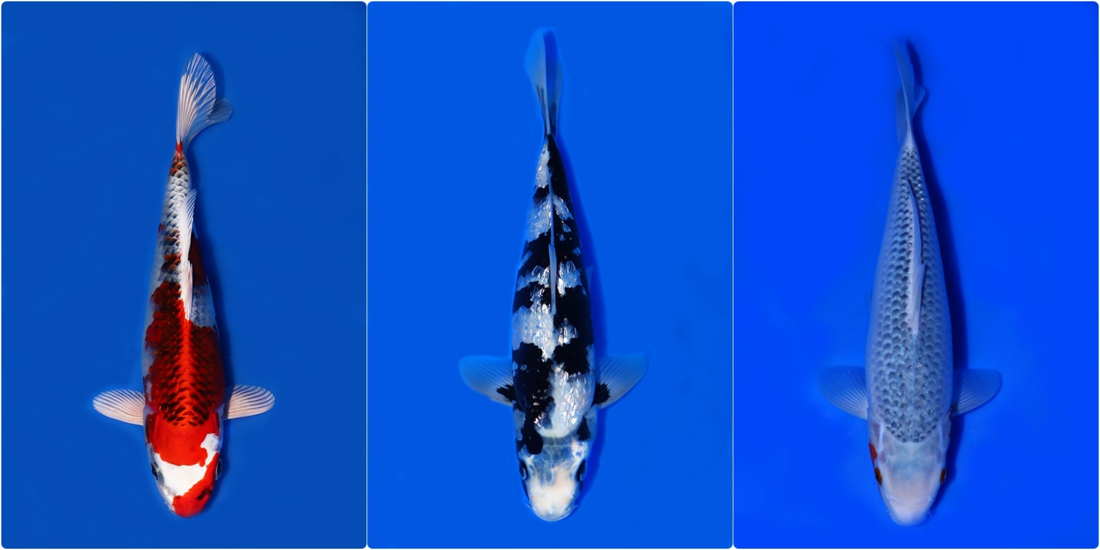 Lelang Koi Online, Jual Beli Ikan Koi, Pasar Koi Terbaik, Agen Lelang Koi, Penawaran Koi Berkualitas, Harga Jual Koi, Lelang Ikan Koi Import, Beli Koi Online, Jual Koi Murah, Koi Showroom, Penjual Koi Terpercaya, Lelang Koi Jakarta, Jual Koi Lokal, Koi Kualitas Unggul, Harga Terbaik Koi, Jual Koi Indukan, Lelang Ikan Hias Koi, Pasar Koi Indonesia, Beli Koi Berkualitas Tinggi, Koi Farm Terbesar, Jual Beli Koi Impor, Lelang Ikan Koi Kualitas Premium, Daftar Harga Koi Terbaru, Pusat Jual Beli Koi, Info Lelang Koi Hari Ini.