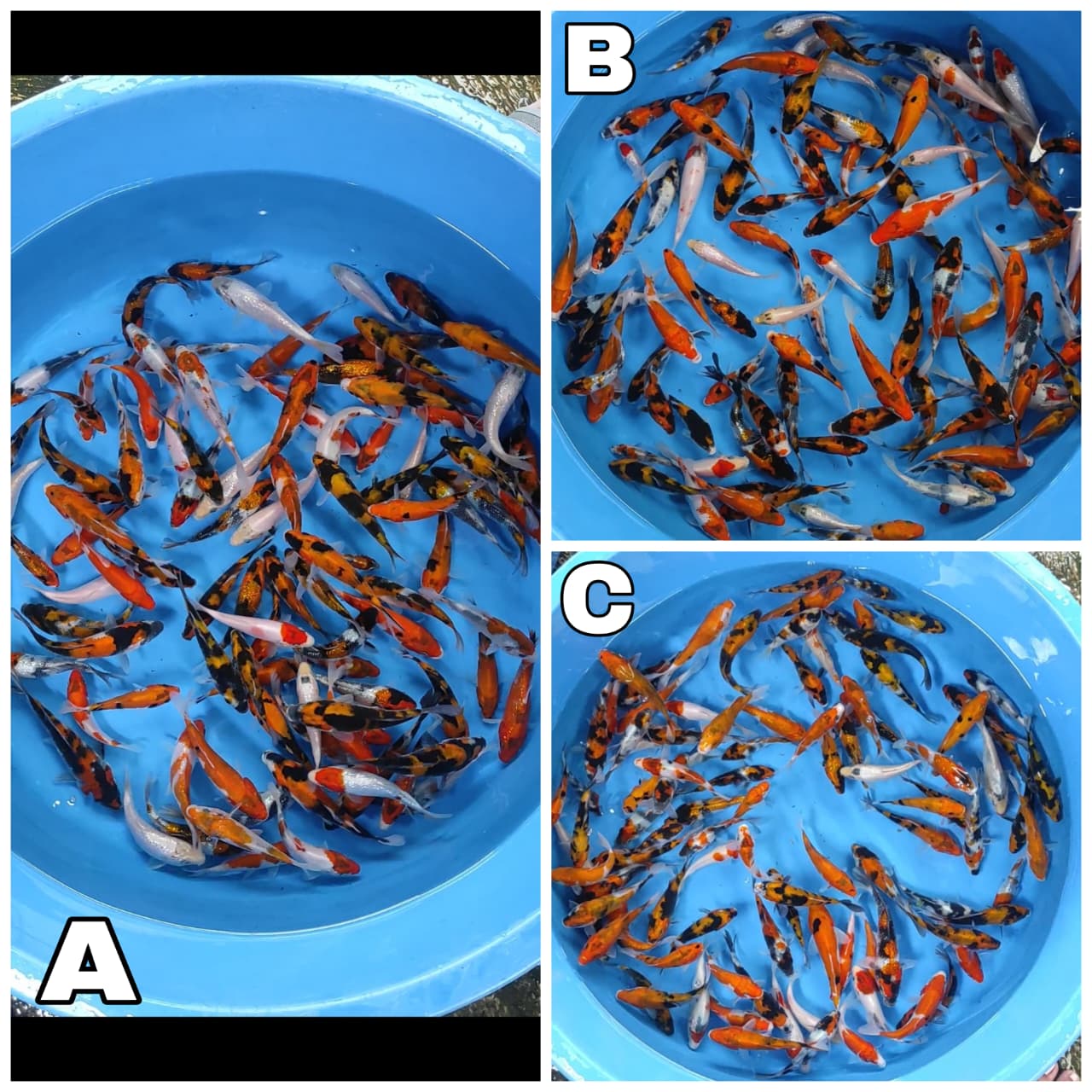 Lelang Koi Online, Jual Beli Ikan Koi, Pasar Koi Terbaik, Agen Lelang Koi, Penawaran Koi Berkualitas, Harga Jual Koi, Lelang Ikan Koi Import, Beli Koi Online, Jual Koi Murah, Koi Showroom, Penjual Koi Terpercaya, Lelang Koi Jakarta, Jual Koi Lokal, Koi Kualitas Unggul, Harga Terbaik Koi, Jual Koi Indukan, Lelang Ikan Hias Koi, Pasar Koi Indonesia, Beli Koi Berkualitas Tinggi, Koi Farm Terbesar, Jual Beli Koi Impor, Lelang Ikan Koi Kualitas Premium, Daftar Harga Koi Terbaru, Pusat Jual Beli Koi, Info Lelang Koi Hari Ini.