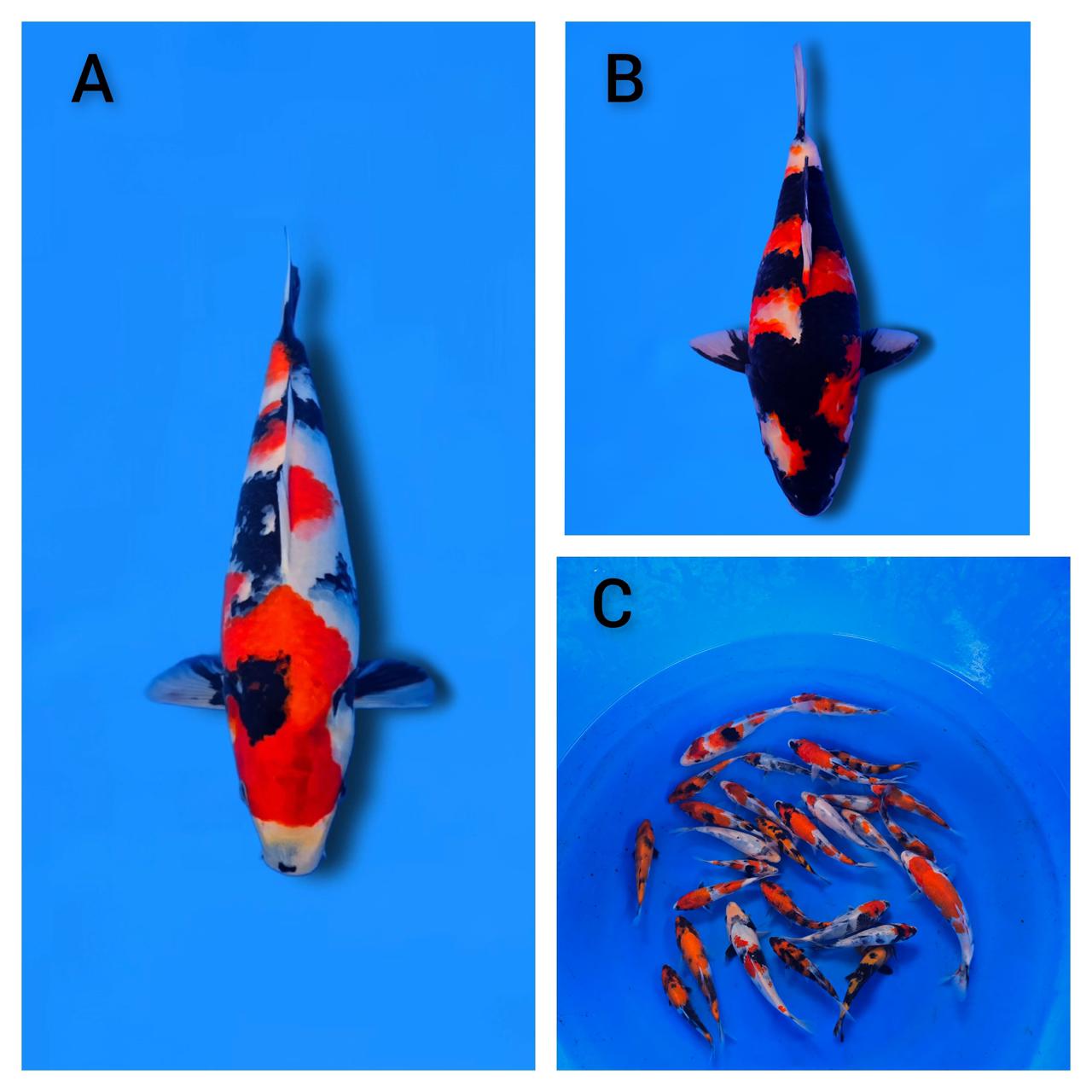 Lelang Koi Online, Jual Beli Ikan Koi, Pasar Koi Terbaik, Agen Lelang Koi, Penawaran Koi Berkualitas, Harga Jual Koi, Lelang Ikan Koi Import, Beli Koi Online, Jual Koi Murah, Koi Showroom, Penjual Koi Terpercaya, Lelang Koi Jakarta, Jual Koi Lokal, Koi Kualitas Unggul, Harga Terbaik Koi, Jual Koi Indukan, Lelang Ikan Hias Koi, Pasar Koi Indonesia, Beli Koi Berkualitas Tinggi, Koi Farm Terbesar, Jual Beli Koi Impor, Lelang Ikan Koi Kualitas Premium, Daftar Harga Koi Terbaru, Pusat Jual Beli Koi, Info Lelang Koi Hari Ini.