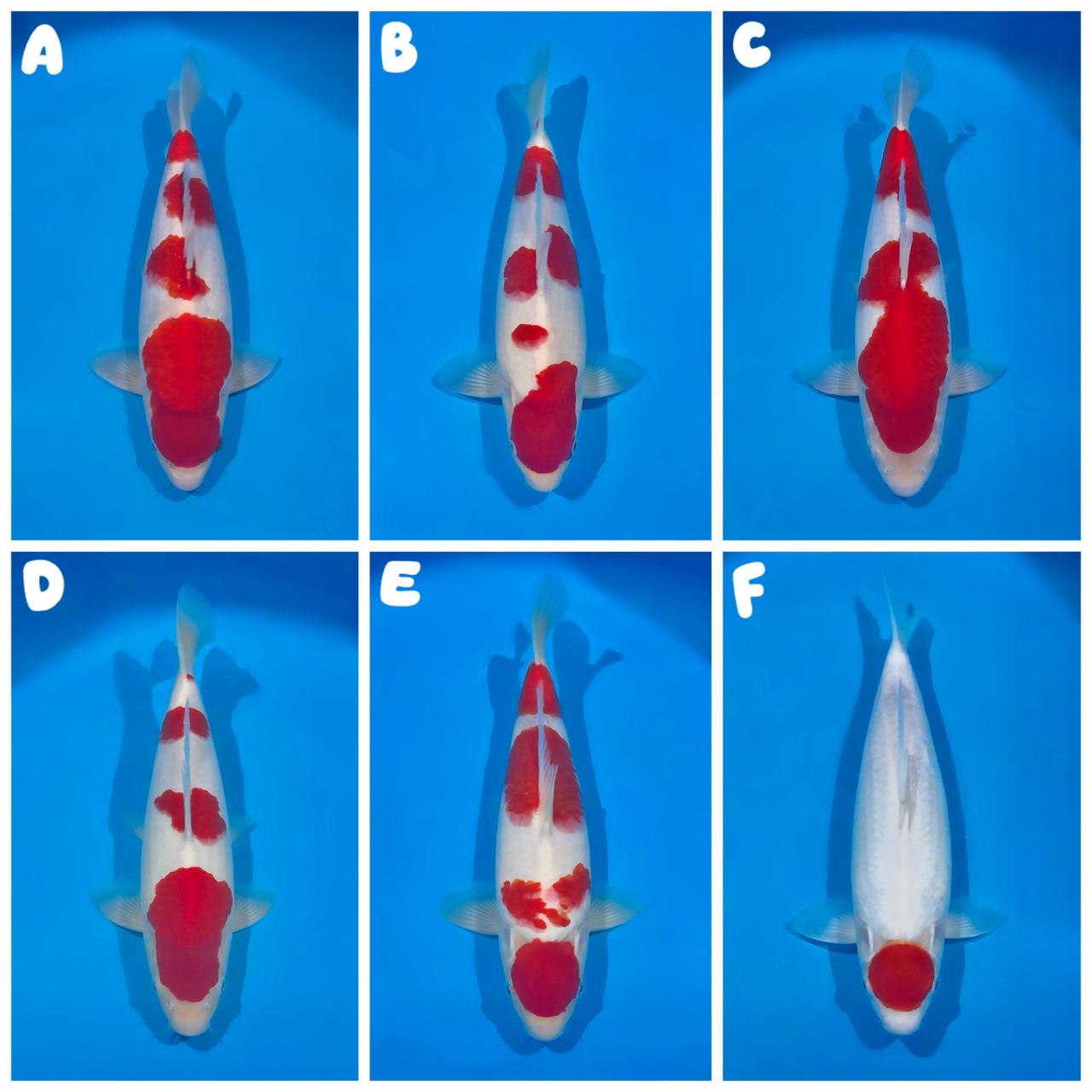 Lelang Koi Online, Jual Beli Ikan Koi, Pasar Koi Terbaik, Agen Lelang Koi, Penawaran Koi Berkualitas, Harga Jual Koi, Lelang Ikan Koi Import, Beli Koi Online, Jual Koi Murah, Koi Showroom, Penjual Koi Terpercaya, Lelang Koi Jakarta, Jual Koi Lokal, Koi Kualitas Unggul, Harga Terbaik Koi, Jual Koi Indukan, Lelang Ikan Hias Koi, Pasar Koi Indonesia, Beli Koi Berkualitas Tinggi, Koi Farm Terbesar, Jual Beli Koi Impor, Lelang Ikan Koi Kualitas Premium, Daftar Harga Koi Terbaru, Pusat Jual Beli Koi, Info Lelang Koi Hari Ini.