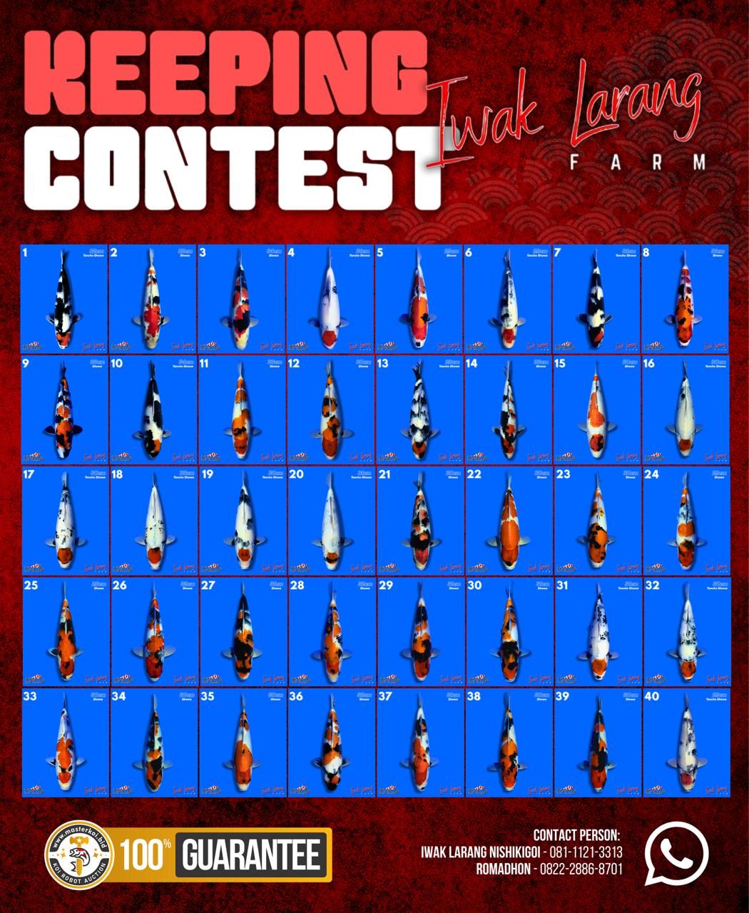 Master Koi - Lelang Ke-#004 Iwak Larang Nishikigoi Pati [Keeping Contest]