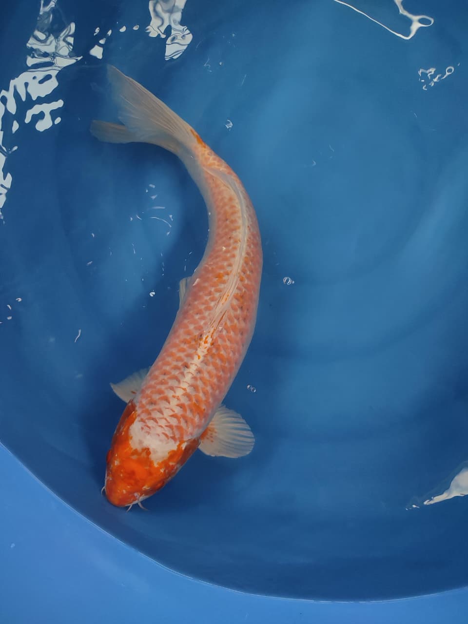 Lelang Koi Online, Jual Beli Ikan Koi, Pasar Koi Terbaik, Agen Lelang Koi, Penawaran Koi Berkualitas, Harga Jual Koi, Lelang Ikan Koi Import, Beli Koi Online, Jual Koi Murah, Koi Showroom, Penjual Koi Terpercaya, Lelang Koi Jakarta, Jual Koi Lokal, Koi Kualitas Unggul, Harga Terbaik Koi, Jual Koi Indukan, Lelang Ikan Hias Koi, Pasar Koi Indonesia, Beli Koi Berkualitas Tinggi, Koi Farm Terbesar, Jual Beli Koi Impor, Lelang Ikan Koi Kualitas Premium, Daftar Harga Koi Terbaru, Pusat Jual Beli Koi, Info Lelang Koi Hari Ini.