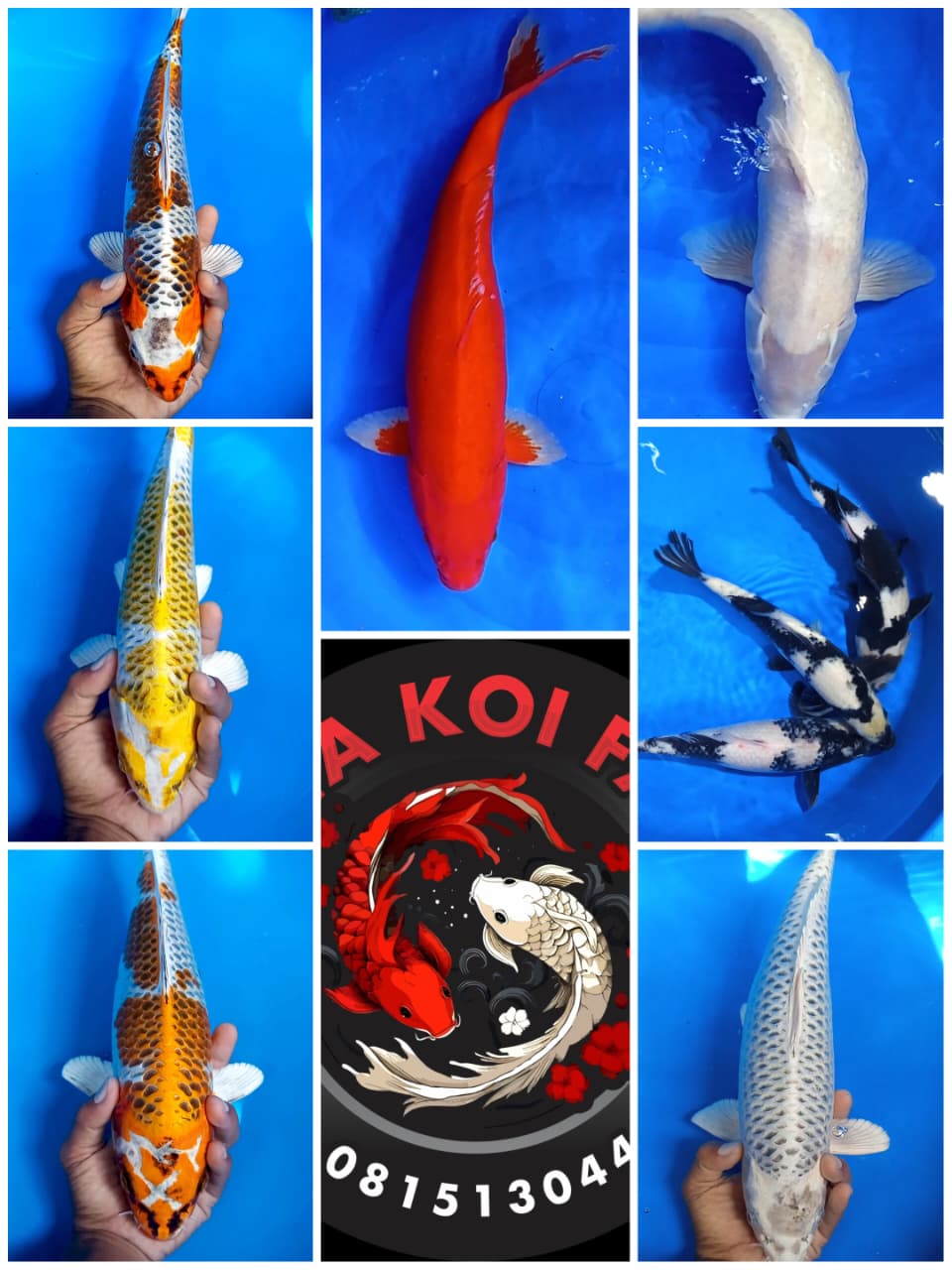 Lelang Koi Online, Jual Beli Ikan Koi, Pasar Koi Terbaik, Agen Lelang Koi, Penawaran Koi Berkualitas, Harga Jual Koi, Lelang Ikan Koi Import, Beli Koi Online, Jual Koi Murah, Koi Showroom, Penjual Koi Terpercaya, Lelang Koi Jakarta, Jual Koi Lokal, Koi Kualitas Unggul, Harga Terbaik Koi, Jual Koi Indukan, Lelang Ikan Hias Koi, Pasar Koi Indonesia, Beli Koi Berkualitas Tinggi, Koi Farm Terbesar, Jual Beli Koi Impor, Lelang Ikan Koi Kualitas Premium, Daftar Harga Koi Terbaru, Pusat Jual Beli Koi, Info Lelang Koi Hari Ini.