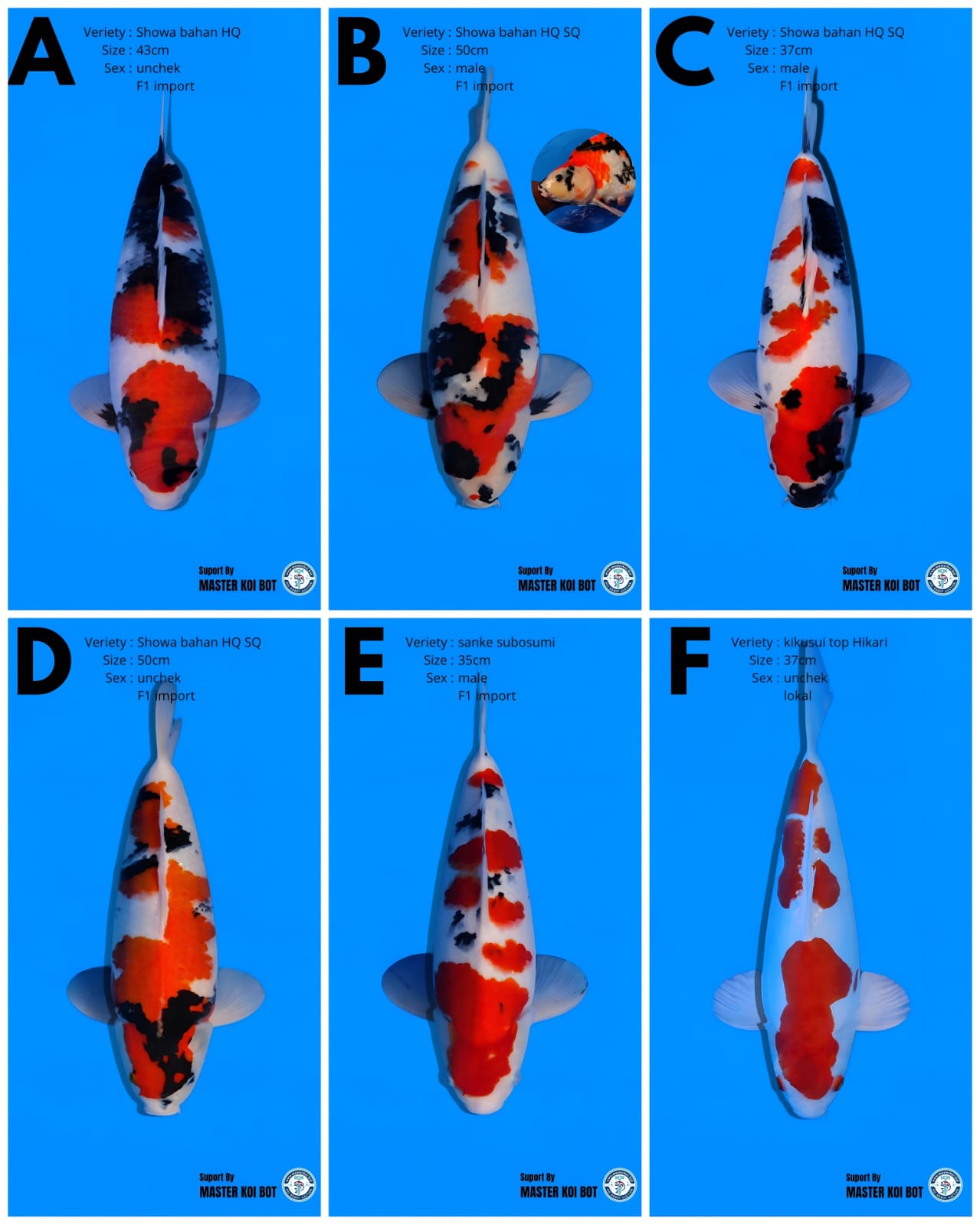 Lelang Koi Online, Jual Beli Ikan Koi, Pasar Koi Terbaik, Agen Lelang Koi, Penawaran Koi Berkualitas, Harga Jual Koi, Lelang Ikan Koi Import, Beli Koi Online, Jual Koi Murah, Koi Showroom, Penjual Koi Terpercaya, Lelang Koi Jakarta, Jual Koi Lokal, Koi Kualitas Unggul, Harga Terbaik Koi, Jual Koi Indukan, Lelang Ikan Hias Koi, Pasar Koi Indonesia, Beli Koi Berkualitas Tinggi, Koi Farm Terbesar, Jual Beli Koi Impor, Lelang Ikan Koi Kualitas Premium, Daftar Harga Koi Terbaru, Pusat Jual Beli Koi, Info Lelang Koi Hari Ini.