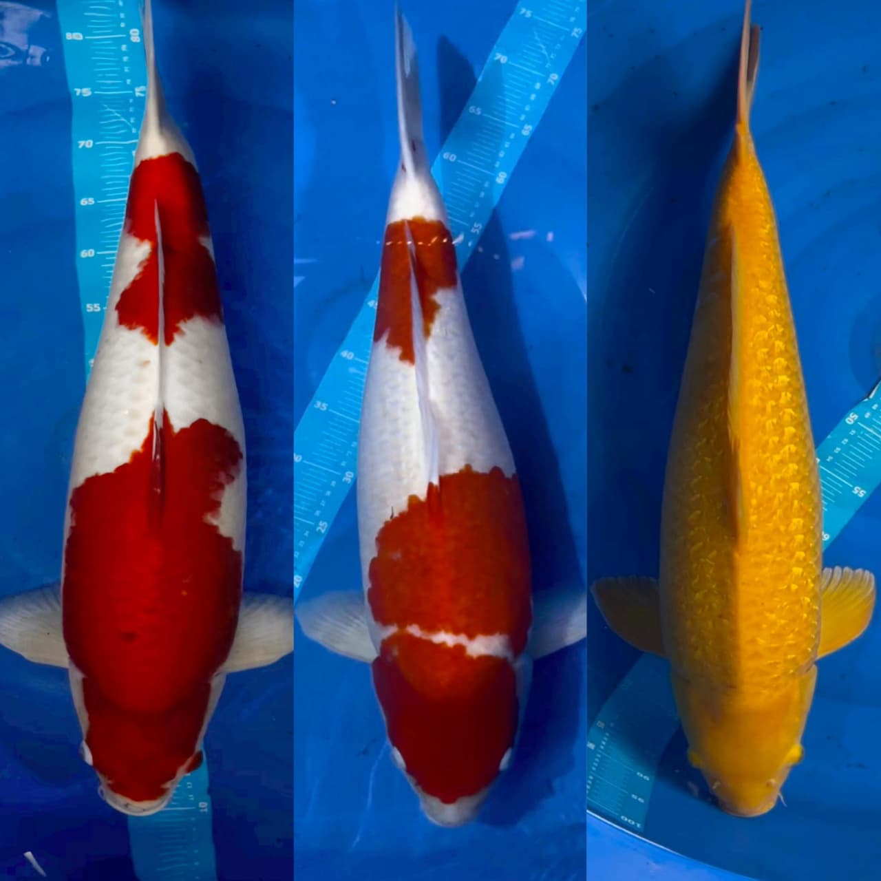 Lelang Koi Online, Jual Beli Ikan Koi, Pasar Koi Terbaik, Agen Lelang Koi, Penawaran Koi Berkualitas, Harga Jual Koi, Lelang Ikan Koi Import, Beli Koi Online, Jual Koi Murah, Koi Showroom, Penjual Koi Terpercaya, Lelang Koi Jakarta, Jual Koi Lokal, Koi Kualitas Unggul, Harga Terbaik Koi, Jual Koi Indukan, Lelang Ikan Hias Koi, Pasar Koi Indonesia, Beli Koi Berkualitas Tinggi, Koi Farm Terbesar, Jual Beli Koi Impor, Lelang Ikan Koi Kualitas Premium, Daftar Harga Koi Terbaru, Pusat Jual Beli Koi, Info Lelang Koi Hari Ini.