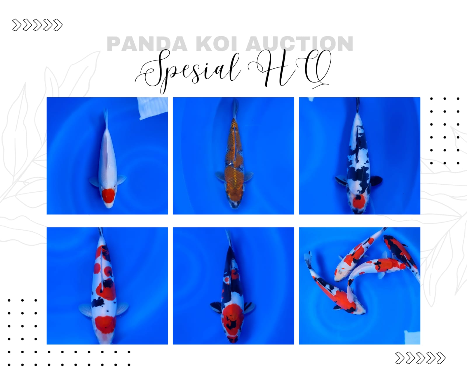 Lelang Koi Online, Jual Beli Ikan Koi, Pasar Koi Terbaik, Agen Lelang Koi, Penawaran Koi Berkualitas, Harga Jual Koi, Lelang Ikan Koi Import, Beli Koi Online, Jual Koi Murah, Koi Showroom, Penjual Koi Terpercaya, Lelang Koi Jakarta, Jual Koi Lokal, Koi Kualitas Unggul, Harga Terbaik Koi, Jual Koi Indukan, Lelang Ikan Hias Koi, Pasar Koi Indonesia, Beli Koi Berkualitas Tinggi, Koi Farm Terbesar, Jual Beli Koi Impor, Lelang Ikan Koi Kualitas Premium, Daftar Harga Koi Terbaru, Pusat Jual Beli Koi, Info Lelang Koi Hari Ini.