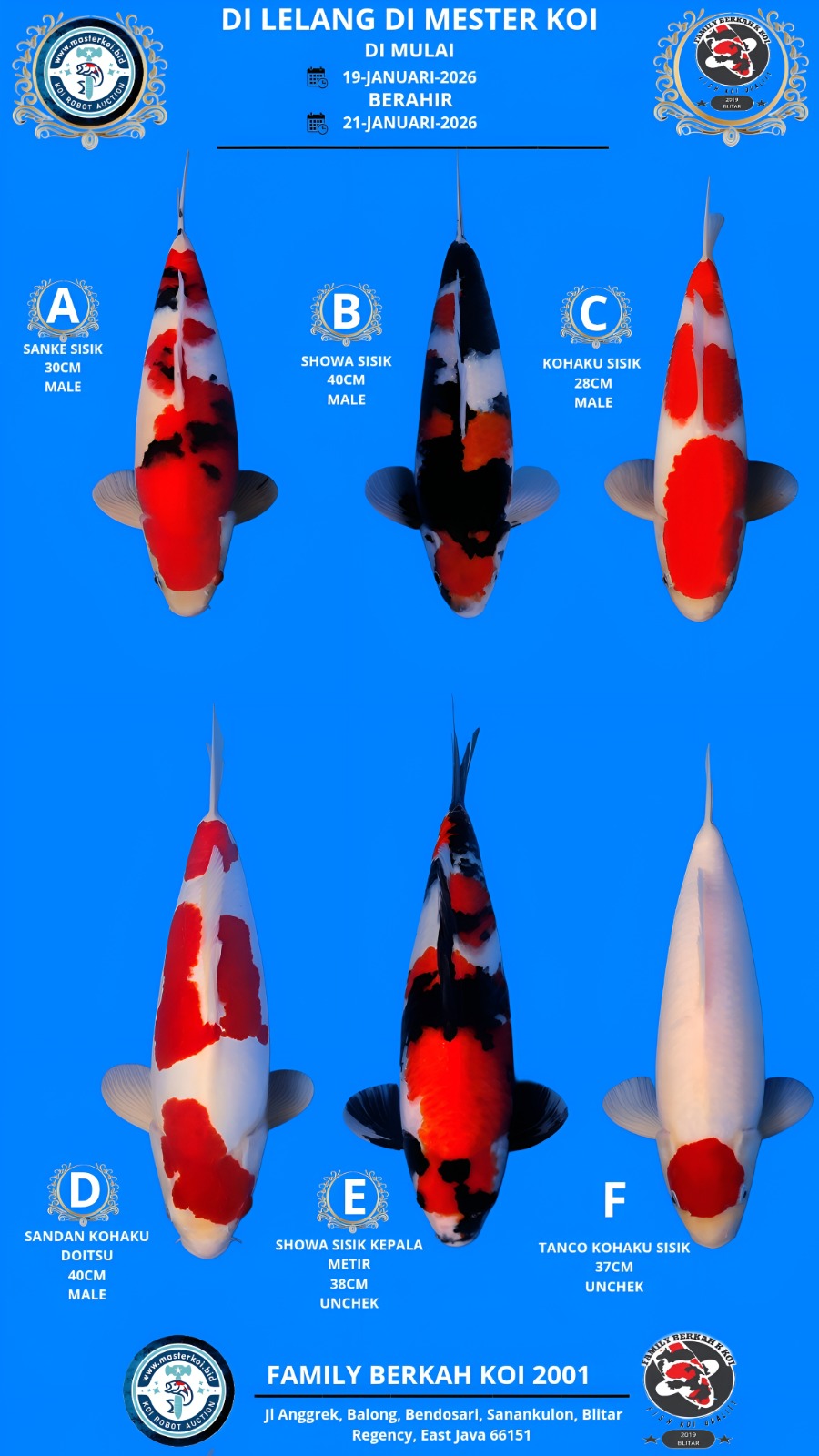 Lelang Koi Online, Jual Beli Ikan Koi, Pasar Koi Terbaik, Agen Lelang Koi, Penawaran Koi Berkualitas, Harga Jual Koi, Lelang Ikan Koi Import, Beli Koi Online, Jual Koi Murah, Koi Showroom, Penjual Koi Terpercaya, Lelang Koi Jakarta, Jual Koi Lokal, Koi Kualitas Unggul, Harga Terbaik Koi, Jual Koi Indukan, Lelang Ikan Hias Koi, Pasar Koi Indonesia, Beli Koi Berkualitas Tinggi, Koi Farm Terbesar, Jual Beli Koi Impor, Lelang Ikan Koi Kualitas Premium, Daftar Harga Koi Terbaru, Pusat Jual Beli Koi, Info Lelang Koi Hari Ini.