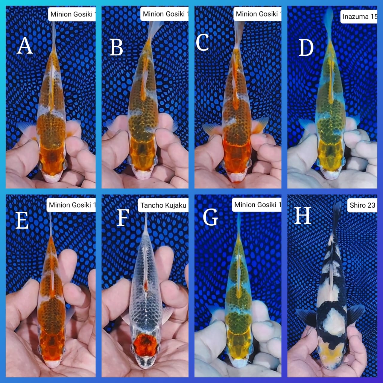 Lelang Koi Online, Jual Beli Ikan Koi, Pasar Koi Terbaik, Agen Lelang Koi, Penawaran Koi Berkualitas, Harga Jual Koi, Lelang Ikan Koi Import, Beli Koi Online, Jual Koi Murah, Koi Showroom, Penjual Koi Terpercaya, Lelang Koi Jakarta, Jual Koi Lokal, Koi Kualitas Unggul, Harga Terbaik Koi, Jual Koi Indukan, Lelang Ikan Hias Koi, Pasar Koi Indonesia, Beli Koi Berkualitas Tinggi, Koi Farm Terbesar, Jual Beli Koi Impor, Lelang Ikan Koi Kualitas Premium, Daftar Harga Koi Terbaru, Pusat Jual Beli Koi, Info Lelang Koi Hari Ini.