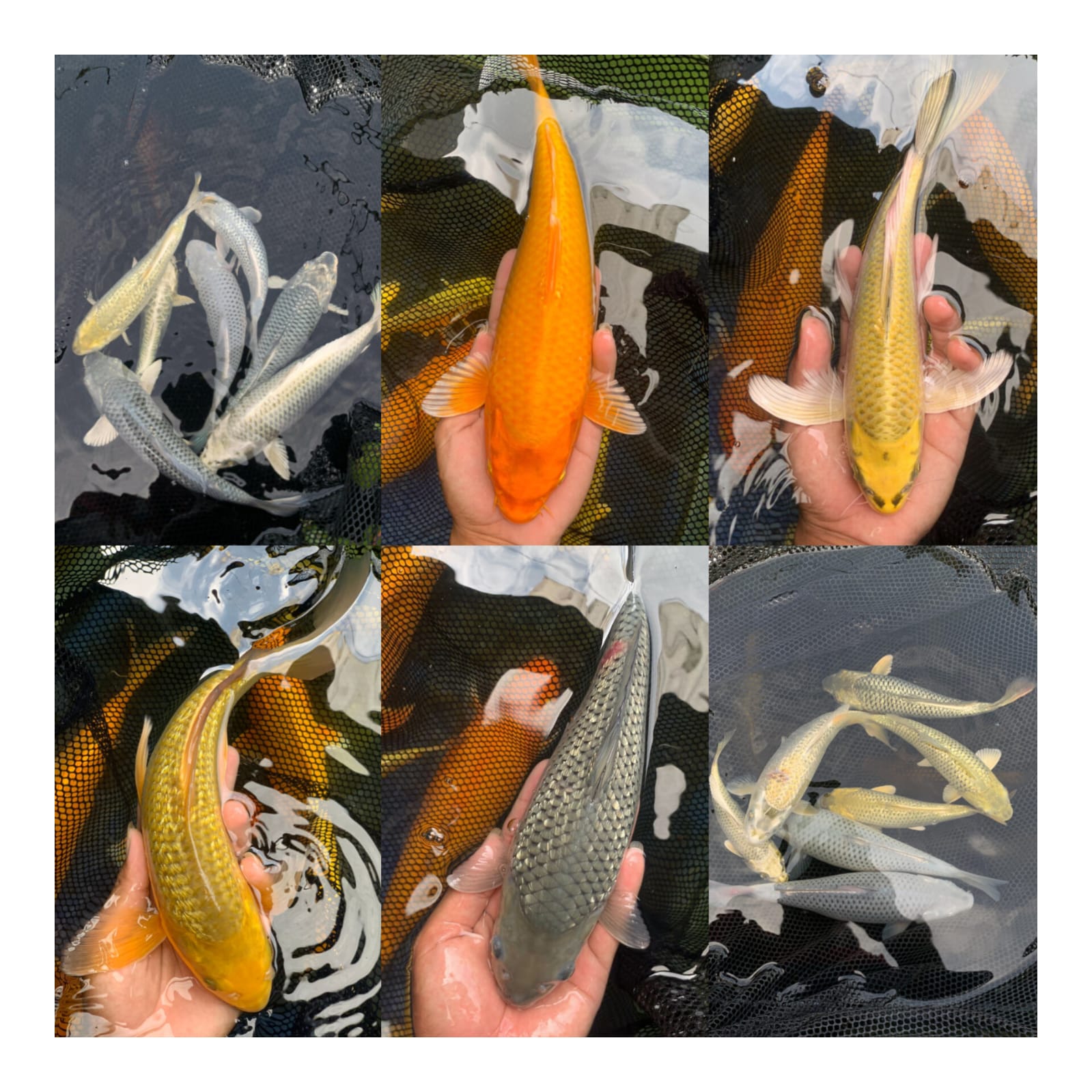 Lelang Koi Online, Jual Beli Ikan Koi, Pasar Koi Terbaik, Agen Lelang Koi, Penawaran Koi Berkualitas, Harga Jual Koi, Lelang Ikan Koi Import, Beli Koi Online, Jual Koi Murah, Koi Showroom, Penjual Koi Terpercaya, Lelang Koi Jakarta, Jual Koi Lokal, Koi Kualitas Unggul, Harga Terbaik Koi, Jual Koi Indukan, Lelang Ikan Hias Koi, Pasar Koi Indonesia, Beli Koi Berkualitas Tinggi, Koi Farm Terbesar, Jual Beli Koi Impor, Lelang Ikan Koi Kualitas Premium, Daftar Harga Koi Terbaru, Pusat Jual Beli Koi, Info Lelang Koi Hari Ini.