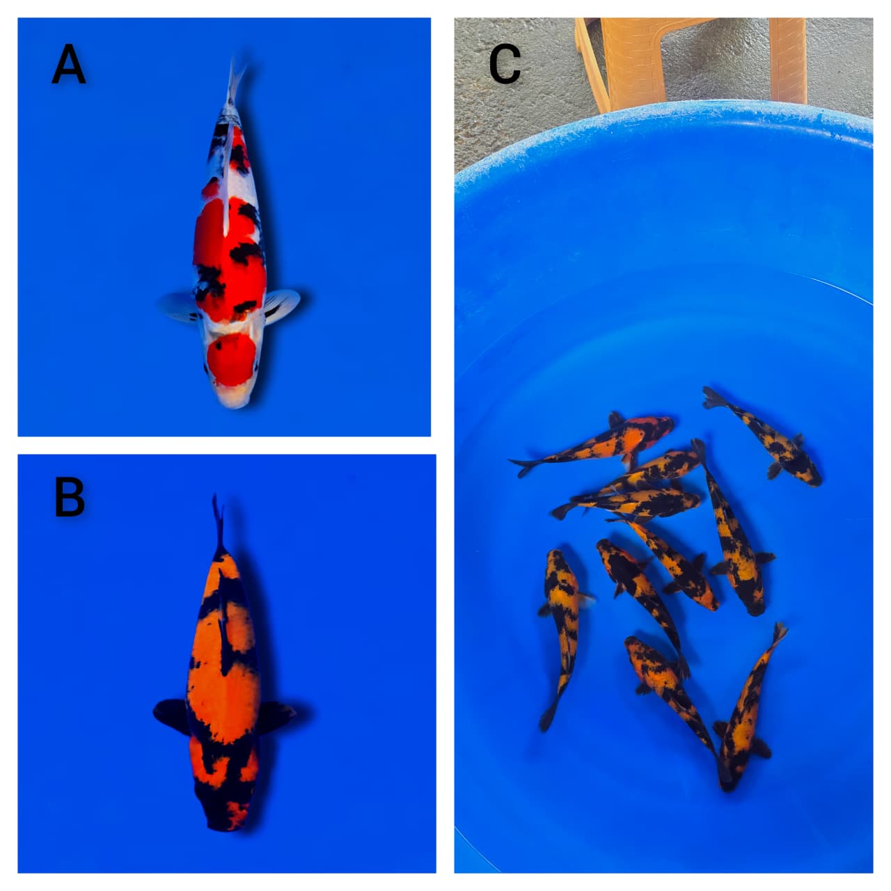 Lelang Koi Online, Jual Beli Ikan Koi, Pasar Koi Terbaik, Agen Lelang Koi, Penawaran Koi Berkualitas, Harga Jual Koi, Lelang Ikan Koi Import, Beli Koi Online, Jual Koi Murah, Koi Showroom, Penjual Koi Terpercaya, Lelang Koi Jakarta, Jual Koi Lokal, Koi Kualitas Unggul, Harga Terbaik Koi, Jual Koi Indukan, Lelang Ikan Hias Koi, Pasar Koi Indonesia, Beli Koi Berkualitas Tinggi, Koi Farm Terbesar, Jual Beli Koi Impor, Lelang Ikan Koi Kualitas Premium, Daftar Harga Koi Terbaru, Pusat Jual Beli Koi, Info Lelang Koi Hari Ini.