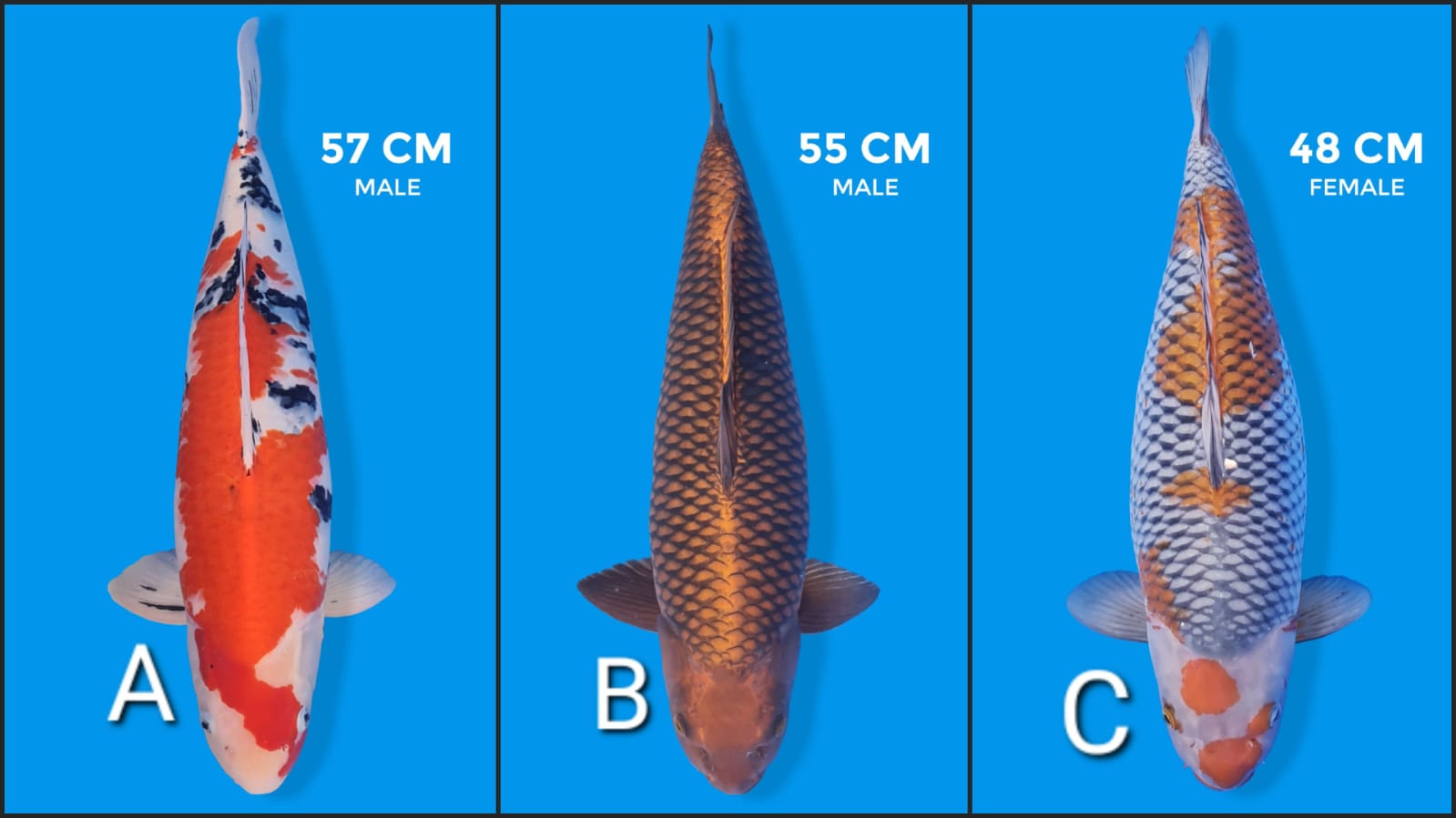 Lelang Koi Online, Jual Beli Ikan Koi, Pasar Koi Terbaik, Agen Lelang Koi, Penawaran Koi Berkualitas, Harga Jual Koi, Lelang Ikan Koi Import, Beli Koi Online, Jual Koi Murah, Koi Showroom, Penjual Koi Terpercaya, Lelang Koi Jakarta, Jual Koi Lokal, Koi Kualitas Unggul, Harga Terbaik Koi, Jual Koi Indukan, Lelang Ikan Hias Koi, Pasar Koi Indonesia, Beli Koi Berkualitas Tinggi, Koi Farm Terbesar, Jual Beli Koi Impor, Lelang Ikan Koi Kualitas Premium, Daftar Harga Koi Terbaru, Pusat Jual Beli Koi, Info Lelang Koi Hari Ini.