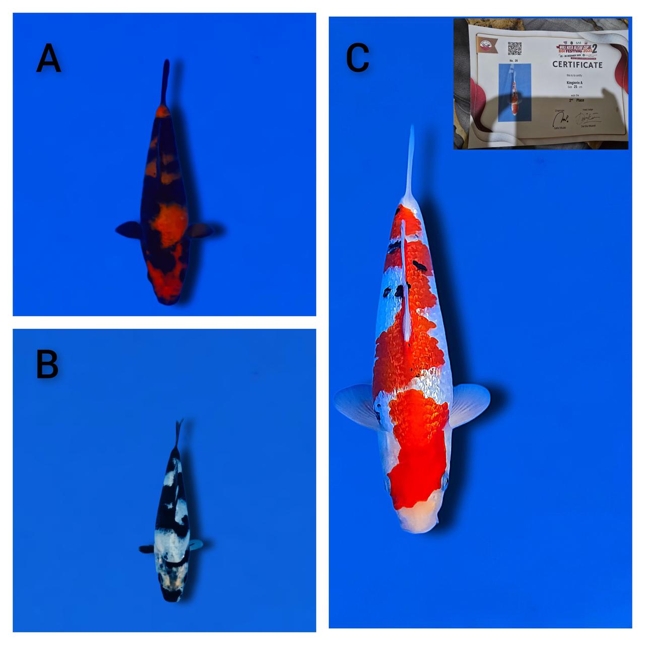 Lelang Koi Online, Jual Beli Ikan Koi, Pasar Koi Terbaik, Agen Lelang Koi, Penawaran Koi Berkualitas, Harga Jual Koi, Lelang Ikan Koi Import, Beli Koi Online, Jual Koi Murah, Koi Showroom, Penjual Koi Terpercaya, Lelang Koi Jakarta, Jual Koi Lokal, Koi Kualitas Unggul, Harga Terbaik Koi, Jual Koi Indukan, Lelang Ikan Hias Koi, Pasar Koi Indonesia, Beli Koi Berkualitas Tinggi, Koi Farm Terbesar, Jual Beli Koi Impor, Lelang Ikan Koi Kualitas Premium, Daftar Harga Koi Terbaru, Pusat Jual Beli Koi, Info Lelang Koi Hari Ini.