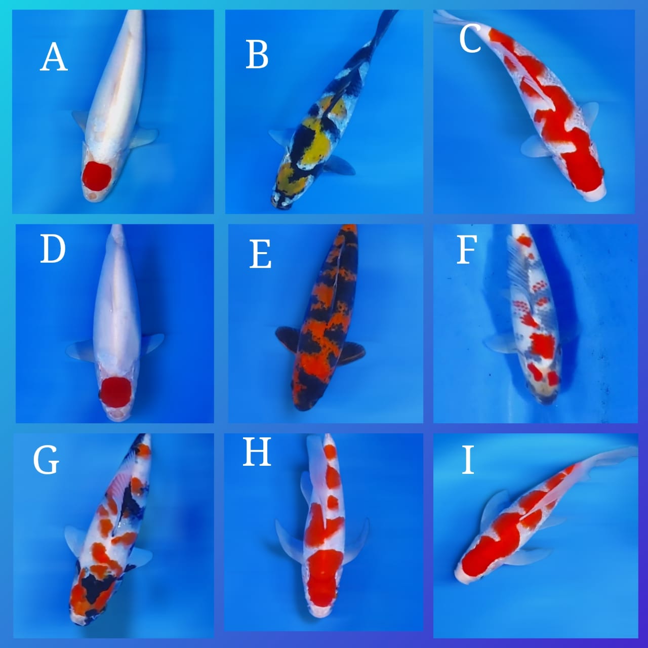 Lelang Koi Online, Jual Beli Ikan Koi, Pasar Koi Terbaik, Agen Lelang Koi, Penawaran Koi Berkualitas, Harga Jual Koi, Lelang Ikan Koi Import, Beli Koi Online, Jual Koi Murah, Koi Showroom, Penjual Koi Terpercaya, Lelang Koi Jakarta, Jual Koi Lokal, Koi Kualitas Unggul, Harga Terbaik Koi, Jual Koi Indukan, Lelang Ikan Hias Koi, Pasar Koi Indonesia, Beli Koi Berkualitas Tinggi, Koi Farm Terbesar, Jual Beli Koi Impor, Lelang Ikan Koi Kualitas Premium, Daftar Harga Koi Terbaru, Pusat Jual Beli Koi, Info Lelang Koi Hari Ini.