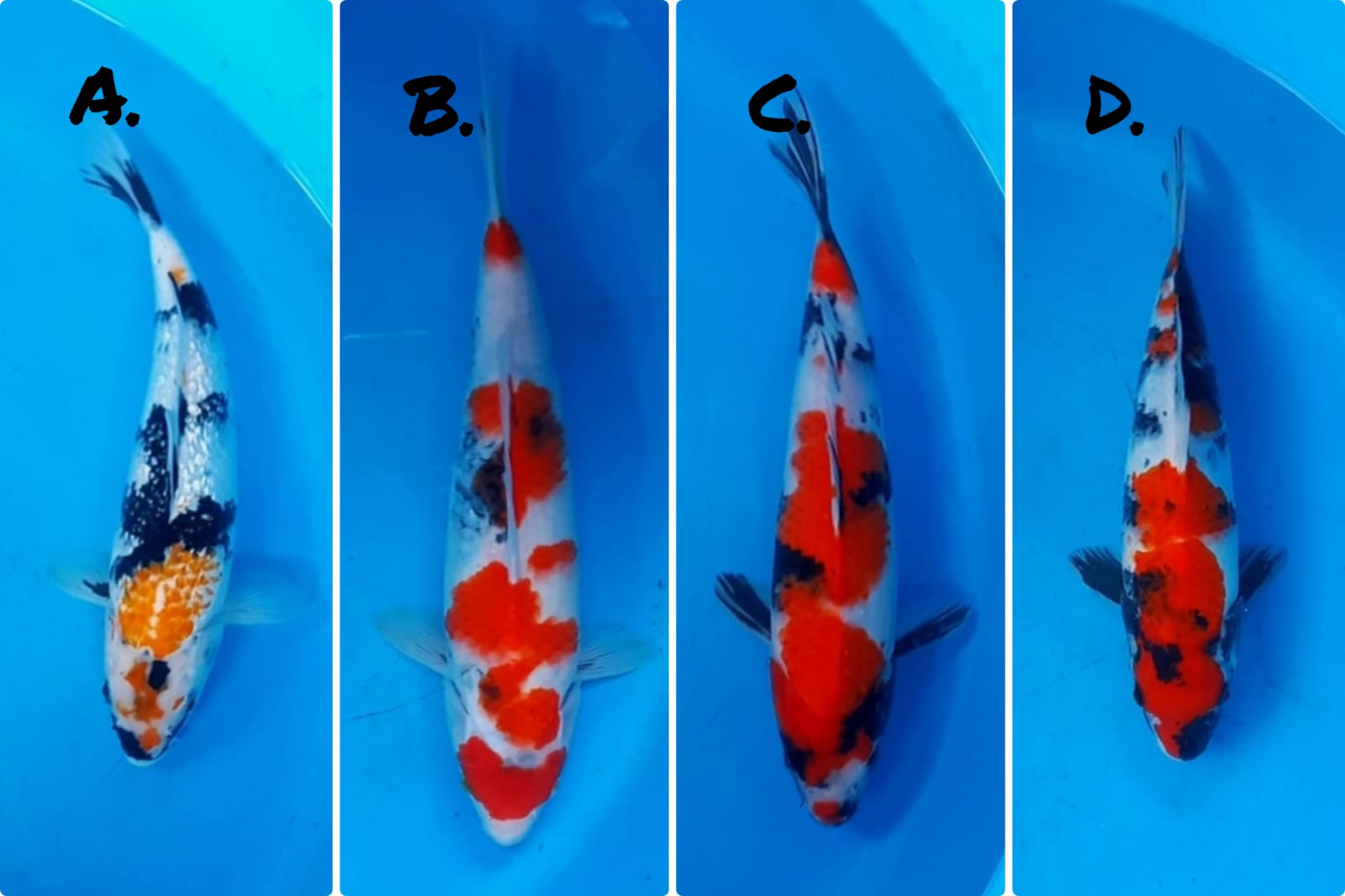 Lelang Koi Online, Jual Beli Ikan Koi, Pasar Koi Terbaik, Agen Lelang Koi, Penawaran Koi Berkualitas, Harga Jual Koi, Lelang Ikan Koi Import, Beli Koi Online, Jual Koi Murah, Koi Showroom, Penjual Koi Terpercaya, Lelang Koi Jakarta, Jual Koi Lokal, Koi Kualitas Unggul, Harga Terbaik Koi, Jual Koi Indukan, Lelang Ikan Hias Koi, Pasar Koi Indonesia, Beli Koi Berkualitas Tinggi, Koi Farm Terbesar, Jual Beli Koi Impor, Lelang Ikan Koi Kualitas Premium, Daftar Harga Koi Terbaru, Pusat Jual Beli Koi, Info Lelang Koi Hari Ini.