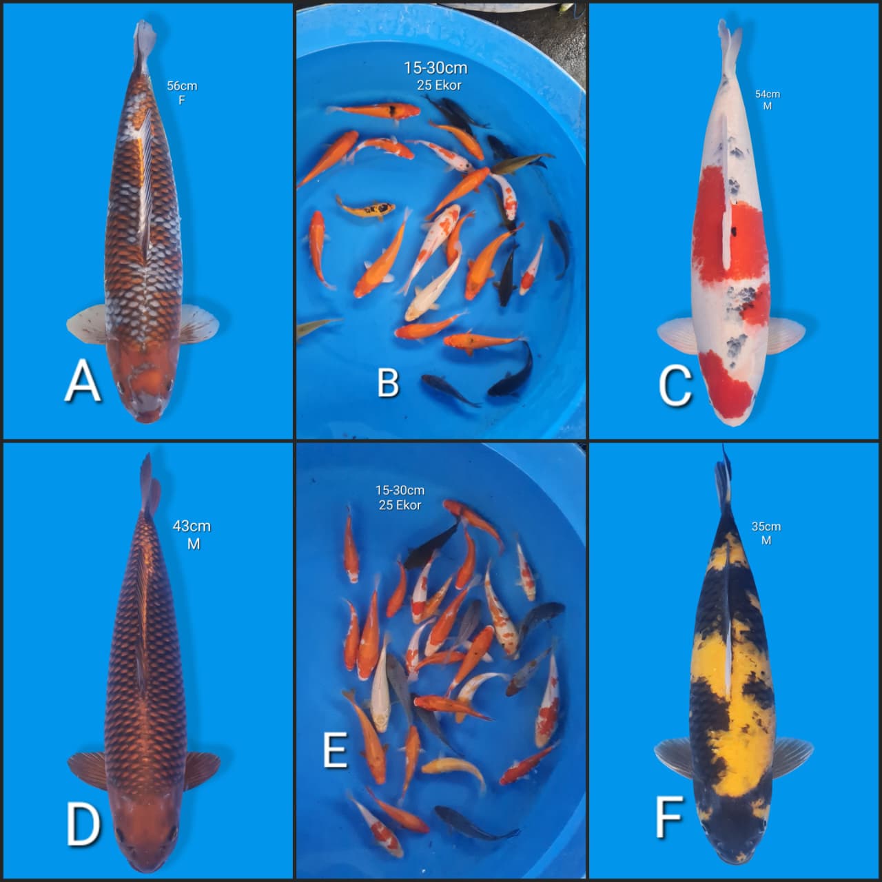 Lelang Koi Online, Jual Beli Ikan Koi, Pasar Koi Terbaik, Agen Lelang Koi, Penawaran Koi Berkualitas, Harga Jual Koi, Lelang Ikan Koi Import, Beli Koi Online, Jual Koi Murah, Koi Showroom, Penjual Koi Terpercaya, Lelang Koi Jakarta, Jual Koi Lokal, Koi Kualitas Unggul, Harga Terbaik Koi, Jual Koi Indukan, Lelang Ikan Hias Koi, Pasar Koi Indonesia, Beli Koi Berkualitas Tinggi, Koi Farm Terbesar, Jual Beli Koi Impor, Lelang Ikan Koi Kualitas Premium, Daftar Harga Koi Terbaru, Pusat Jual Beli Koi, Info Lelang Koi Hari Ini.