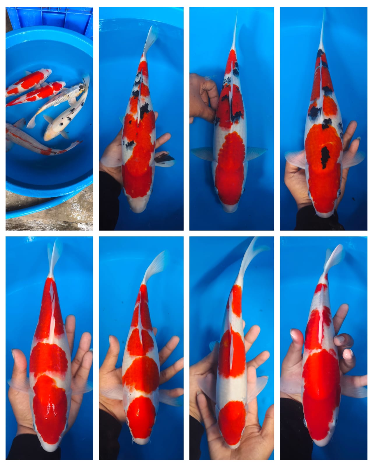 Lelang Koi Online, Jual Beli Ikan Koi, Pasar Koi Terbaik, Agen Lelang Koi, Penawaran Koi Berkualitas, Harga Jual Koi, Lelang Ikan Koi Import, Beli Koi Online, Jual Koi Murah, Koi Showroom, Penjual Koi Terpercaya, Lelang Koi Jakarta, Jual Koi Lokal, Koi Kualitas Unggul, Harga Terbaik Koi, Jual Koi Indukan, Lelang Ikan Hias Koi, Pasar Koi Indonesia, Beli Koi Berkualitas Tinggi, Koi Farm Terbesar, Jual Beli Koi Impor, Lelang Ikan Koi Kualitas Premium, Daftar Harga Koi Terbaru, Pusat Jual Beli Koi, Info Lelang Koi Hari Ini.