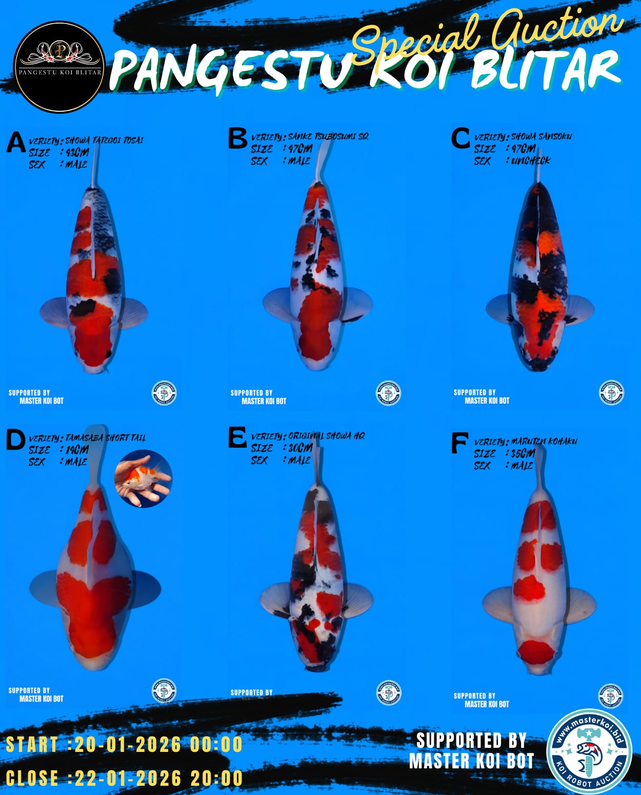Lelang Koi Online, Jual Beli Ikan Koi, Pasar Koi Terbaik, Agen Lelang Koi, Penawaran Koi Berkualitas, Harga Jual Koi, Lelang Ikan Koi Import, Beli Koi Online, Jual Koi Murah, Koi Showroom, Penjual Koi Terpercaya, Lelang Koi Jakarta, Jual Koi Lokal, Koi Kualitas Unggul, Harga Terbaik Koi, Jual Koi Indukan, Lelang Ikan Hias Koi, Pasar Koi Indonesia, Beli Koi Berkualitas Tinggi, Koi Farm Terbesar, Jual Beli Koi Impor, Lelang Ikan Koi Kualitas Premium, Daftar Harga Koi Terbaru, Pusat Jual Beli Koi, Info Lelang Koi Hari Ini.