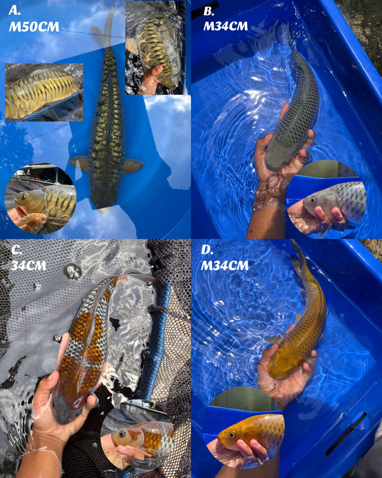 Lelang Koi Online, Jual Beli Ikan Koi, Pasar Koi Terbaik, Agen Lelang Koi, Penawaran Koi Berkualitas, Harga Jual Koi, Lelang Ikan Koi Import, Beli Koi Online, Jual Koi Murah, Koi Showroom, Penjual Koi Terpercaya, Lelang Koi Jakarta, Jual Koi Lokal, Koi Kualitas Unggul, Harga Terbaik Koi, Jual Koi Indukan, Lelang Ikan Hias Koi, Pasar Koi Indonesia, Beli Koi Berkualitas Tinggi, Koi Farm Terbesar, Jual Beli Koi Impor, Lelang Ikan Koi Kualitas Premium, Daftar Harga Koi Terbaru, Pusat Jual Beli Koi, Info Lelang Koi Hari Ini.