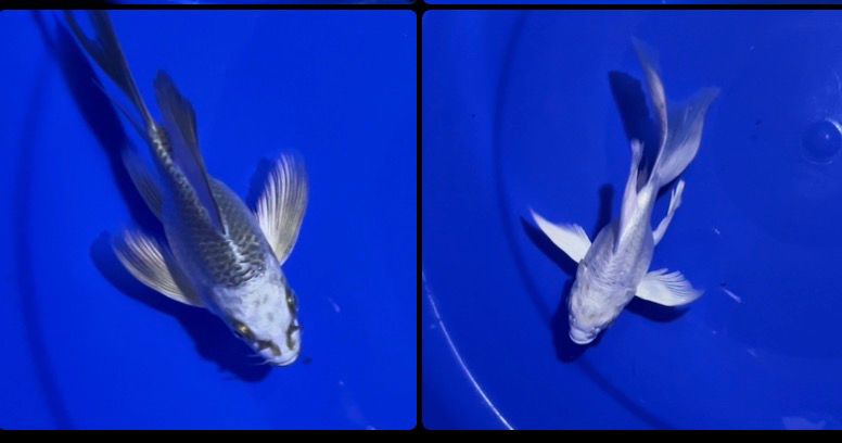 Lelang Koi Online, Jual Beli Ikan Koi, Pasar Koi Terbaik, Agen Lelang Koi, Penawaran Koi Berkualitas, Harga Jual Koi, Lelang Ikan Koi Import, Beli Koi Online, Jual Koi Murah, Koi Showroom, Penjual Koi Terpercaya, Lelang Koi Jakarta, Jual Koi Lokal, Koi Kualitas Unggul, Harga Terbaik Koi, Jual Koi Indukan, Lelang Ikan Hias Koi, Pasar Koi Indonesia, Beli Koi Berkualitas Tinggi, Koi Farm Terbesar, Jual Beli Koi Impor, Lelang Ikan Koi Kualitas Premium, Daftar Harga Koi Terbaru, Pusat Jual Beli Koi, Info Lelang Koi Hari Ini.