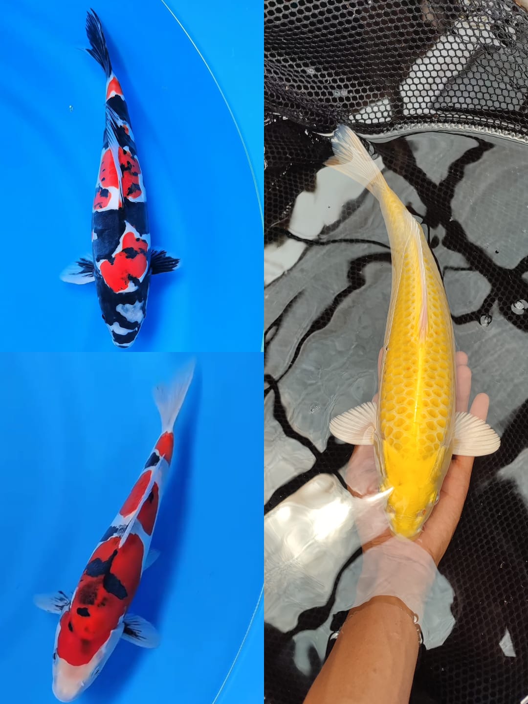 Lelang Koi Online, Jual Beli Ikan Koi, Pasar Koi Terbaik, Agen Lelang Koi, Penawaran Koi Berkualitas, Harga Jual Koi, Lelang Ikan Koi Import, Beli Koi Online, Jual Koi Murah, Koi Showroom, Penjual Koi Terpercaya, Lelang Koi Jakarta, Jual Koi Lokal, Koi Kualitas Unggul, Harga Terbaik Koi, Jual Koi Indukan, Lelang Ikan Hias Koi, Pasar Koi Indonesia, Beli Koi Berkualitas Tinggi, Koi Farm Terbesar, Jual Beli Koi Impor, Lelang Ikan Koi Kualitas Premium, Daftar Harga Koi Terbaru, Pusat Jual Beli Koi, Info Lelang Koi Hari Ini.