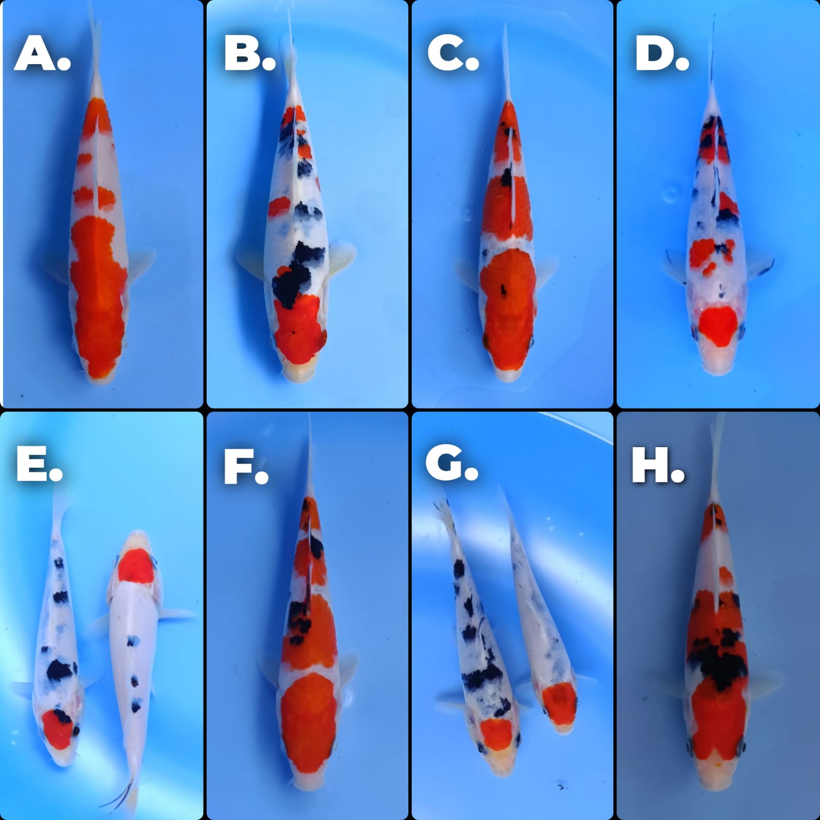 Lelang Koi Online, Jual Beli Ikan Koi, Pasar Koi Terbaik, Agen Lelang Koi, Penawaran Koi Berkualitas, Harga Jual Koi, Lelang Ikan Koi Import, Beli Koi Online, Jual Koi Murah, Koi Showroom, Penjual Koi Terpercaya, Lelang Koi Jakarta, Jual Koi Lokal, Koi Kualitas Unggul, Harga Terbaik Koi, Jual Koi Indukan, Lelang Ikan Hias Koi, Pasar Koi Indonesia, Beli Koi Berkualitas Tinggi, Koi Farm Terbesar, Jual Beli Koi Impor, Lelang Ikan Koi Kualitas Premium, Daftar Harga Koi Terbaru, Pusat Jual Beli Koi, Info Lelang Koi Hari Ini.