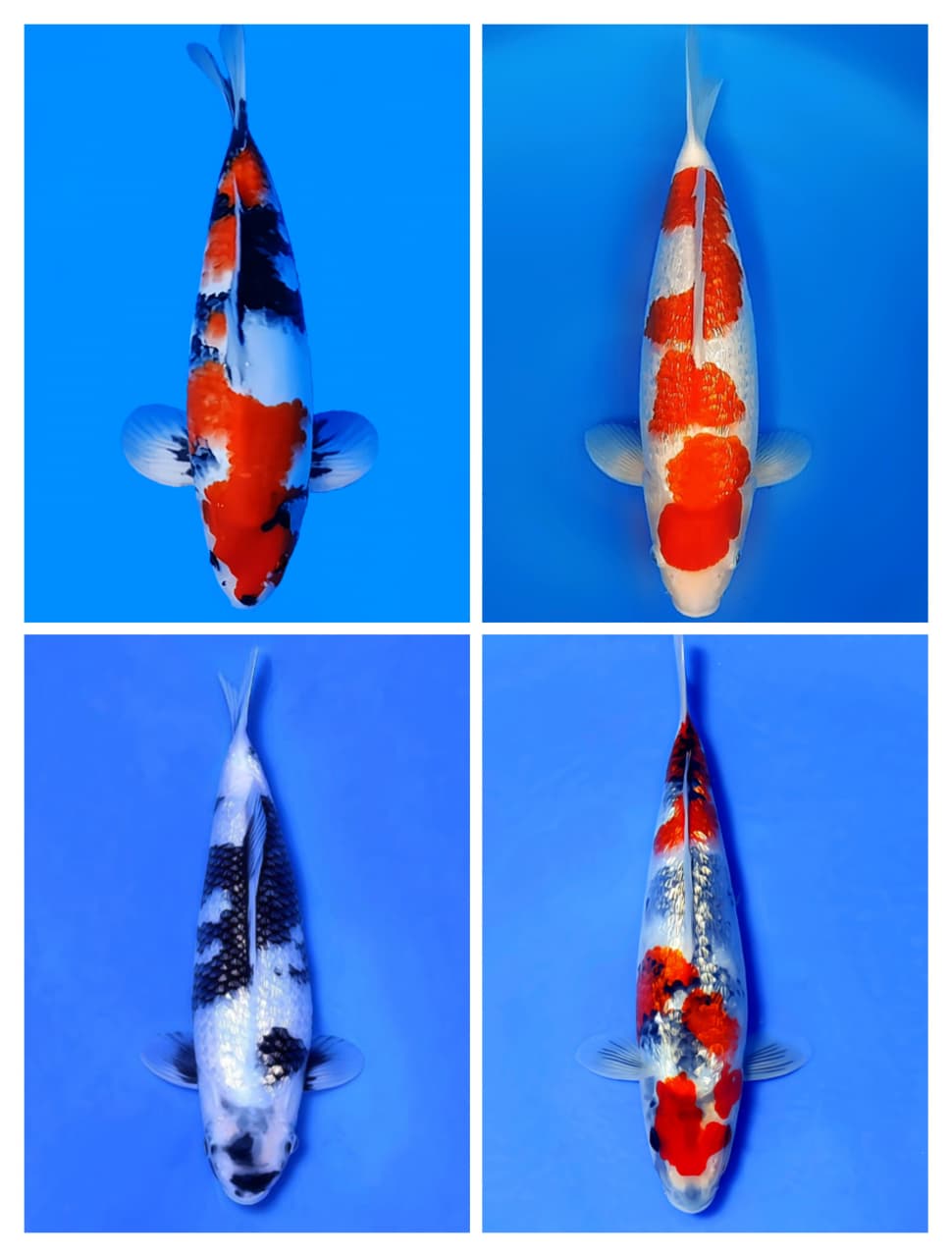 Lelang Koi Online, Jual Beli Ikan Koi, Pasar Koi Terbaik, Agen Lelang Koi, Penawaran Koi Berkualitas, Harga Jual Koi, Lelang Ikan Koi Import, Beli Koi Online, Jual Koi Murah, Koi Showroom, Penjual Koi Terpercaya, Lelang Koi Jakarta, Jual Koi Lokal, Koi Kualitas Unggul, Harga Terbaik Koi, Jual Koi Indukan, Lelang Ikan Hias Koi, Pasar Koi Indonesia, Beli Koi Berkualitas Tinggi, Koi Farm Terbesar, Jual Beli Koi Impor, Lelang Ikan Koi Kualitas Premium, Daftar Harga Koi Terbaru, Pusat Jual Beli Koi, Info Lelang Koi Hari Ini.