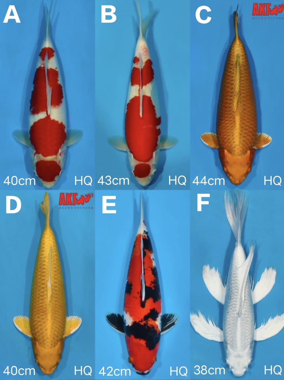 Lelang Koi Online, Jual Beli Ikan Koi, Pasar Koi Terbaik, Agen Lelang Koi, Penawaran Koi Berkualitas, Harga Jual Koi, Lelang Ikan Koi Import, Beli Koi Online, Jual Koi Murah, Koi Showroom, Penjual Koi Terpercaya, Lelang Koi Jakarta, Jual Koi Lokal, Koi Kualitas Unggul, Harga Terbaik Koi, Jual Koi Indukan, Lelang Ikan Hias Koi, Pasar Koi Indonesia, Beli Koi Berkualitas Tinggi, Koi Farm Terbesar, Jual Beli Koi Impor, Lelang Ikan Koi Kualitas Premium, Daftar Harga Koi Terbaru, Pusat Jual Beli Koi, Info Lelang Koi Hari Ini.