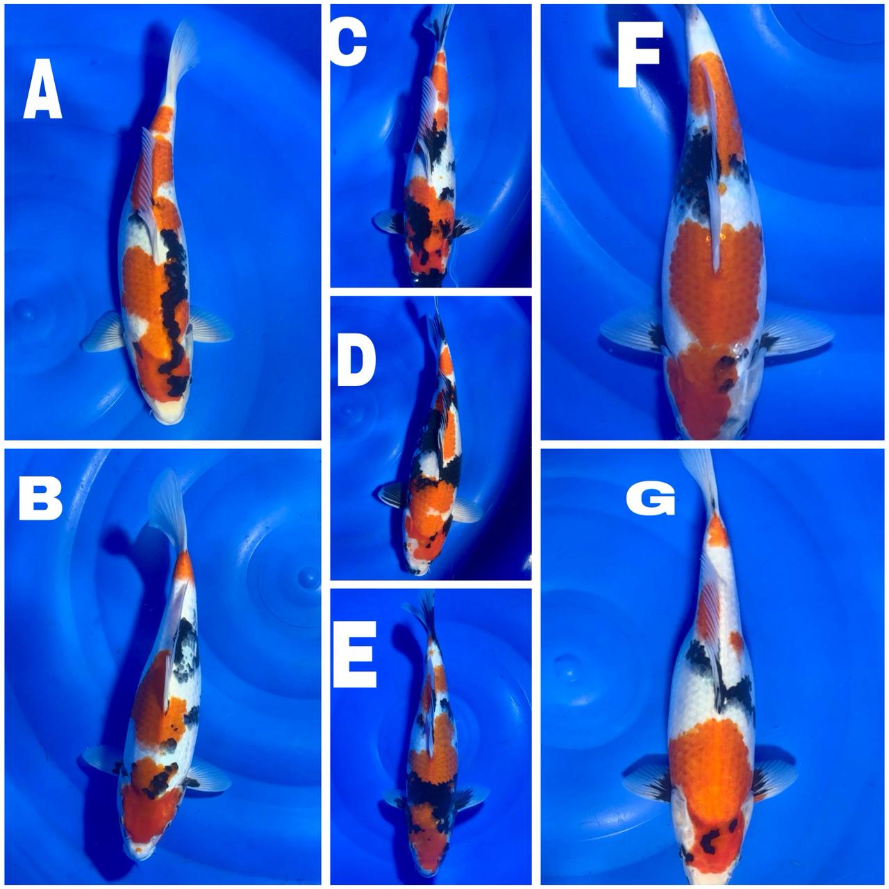 Lelang Koi Online, Jual Beli Ikan Koi, Pasar Koi Terbaik, Agen Lelang Koi, Penawaran Koi Berkualitas, Harga Jual Koi, Lelang Ikan Koi Import, Beli Koi Online, Jual Koi Murah, Koi Showroom, Penjual Koi Terpercaya, Lelang Koi Jakarta, Jual Koi Lokal, Koi Kualitas Unggul, Harga Terbaik Koi, Jual Koi Indukan, Lelang Ikan Hias Koi, Pasar Koi Indonesia, Beli Koi Berkualitas Tinggi, Koi Farm Terbesar, Jual Beli Koi Impor, Lelang Ikan Koi Kualitas Premium, Daftar Harga Koi Terbaru, Pusat Jual Beli Koi, Info Lelang Koi Hari Ini.