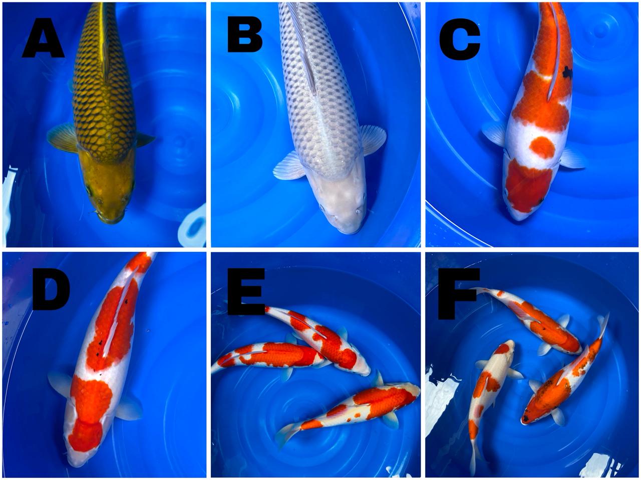 Lelang Koi Online, Jual Beli Ikan Koi, Pasar Koi Terbaik, Agen Lelang Koi, Penawaran Koi Berkualitas, Harga Jual Koi, Lelang Ikan Koi Import, Beli Koi Online, Jual Koi Murah, Koi Showroom, Penjual Koi Terpercaya, Lelang Koi Jakarta, Jual Koi Lokal, Koi Kualitas Unggul, Harga Terbaik Koi, Jual Koi Indukan, Lelang Ikan Hias Koi, Pasar Koi Indonesia, Beli Koi Berkualitas Tinggi, Koi Farm Terbesar, Jual Beli Koi Impor, Lelang Ikan Koi Kualitas Premium, Daftar Harga Koi Terbaru, Pusat Jual Beli Koi, Info Lelang Koi Hari Ini.