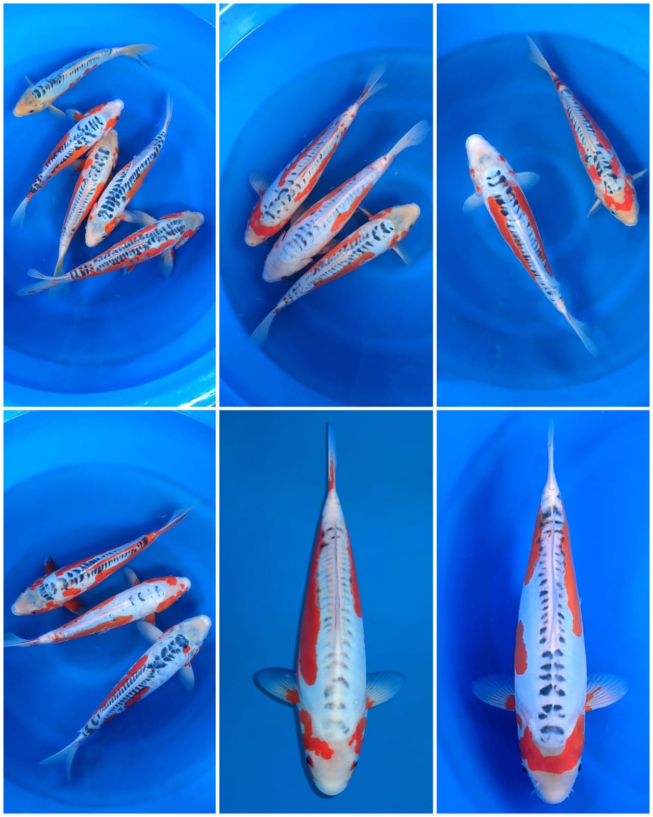 Lelang Koi Online, Jual Beli Ikan Koi, Pasar Koi Terbaik, Agen Lelang Koi, Penawaran Koi Berkualitas, Harga Jual Koi, Lelang Ikan Koi Import, Beli Koi Online, Jual Koi Murah, Koi Showroom, Penjual Koi Terpercaya, Lelang Koi Jakarta, Jual Koi Lokal, Koi Kualitas Unggul, Harga Terbaik Koi, Jual Koi Indukan, Lelang Ikan Hias Koi, Pasar Koi Indonesia, Beli Koi Berkualitas Tinggi, Koi Farm Terbesar, Jual Beli Koi Impor, Lelang Ikan Koi Kualitas Premium, Daftar Harga Koi Terbaru, Pusat Jual Beli Koi, Info Lelang Koi Hari Ini.