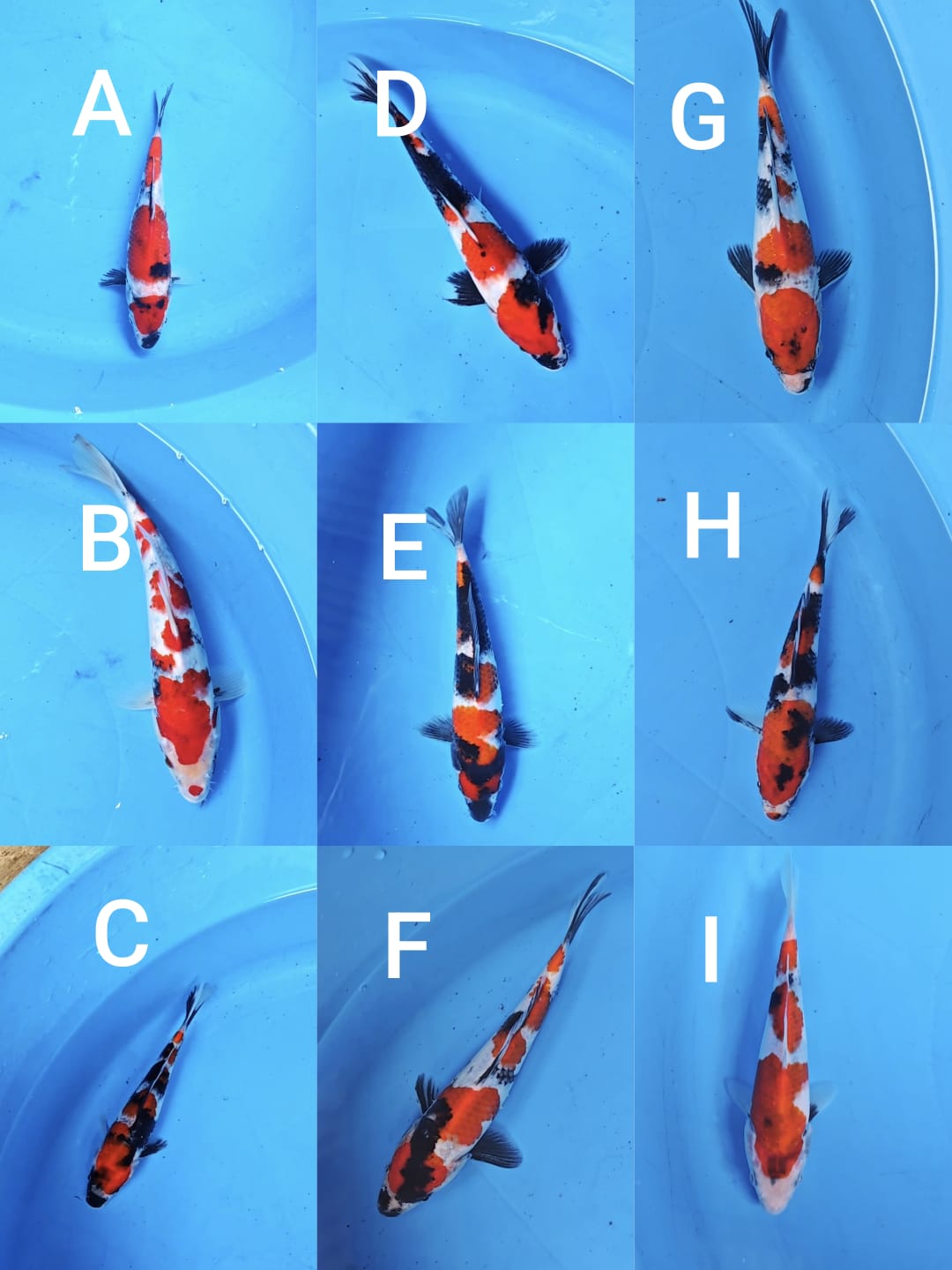 Lelang Koi Online, Jual Beli Ikan Koi, Pasar Koi Terbaik, Agen Lelang Koi, Penawaran Koi Berkualitas, Harga Jual Koi, Lelang Ikan Koi Import, Beli Koi Online, Jual Koi Murah, Koi Showroom, Penjual Koi Terpercaya, Lelang Koi Jakarta, Jual Koi Lokal, Koi Kualitas Unggul, Harga Terbaik Koi, Jual Koi Indukan, Lelang Ikan Hias Koi, Pasar Koi Indonesia, Beli Koi Berkualitas Tinggi, Koi Farm Terbesar, Jual Beli Koi Impor, Lelang Ikan Koi Kualitas Premium, Daftar Harga Koi Terbaru, Pusat Jual Beli Koi, Info Lelang Koi Hari Ini.