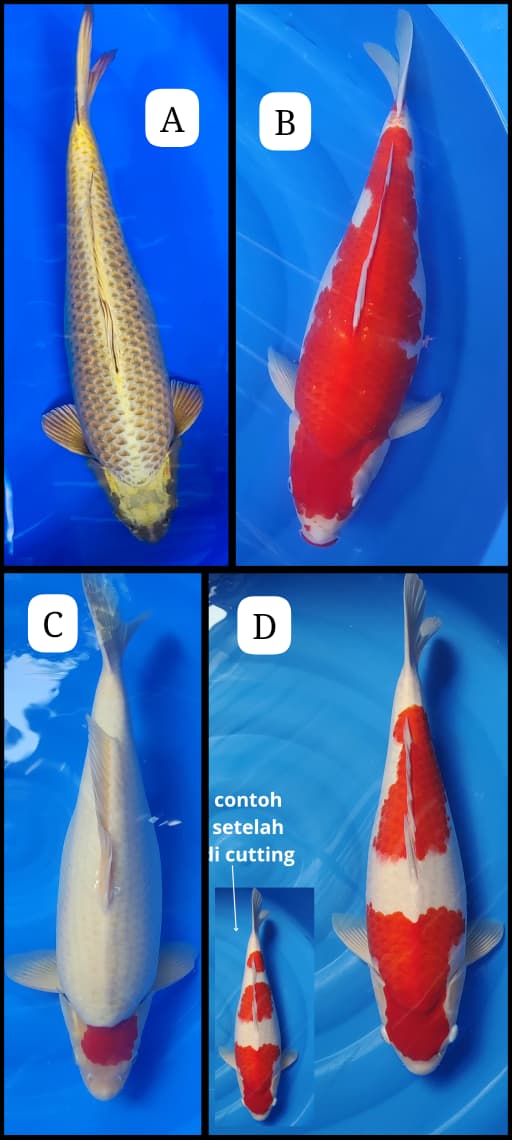 Lelang Koi Online, Jual Beli Ikan Koi, Pasar Koi Terbaik, Agen Lelang Koi, Penawaran Koi Berkualitas, Harga Jual Koi, Lelang Ikan Koi Import, Beli Koi Online, Jual Koi Murah, Koi Showroom, Penjual Koi Terpercaya, Lelang Koi Jakarta, Jual Koi Lokal, Koi Kualitas Unggul, Harga Terbaik Koi, Jual Koi Indukan, Lelang Ikan Hias Koi, Pasar Koi Indonesia, Beli Koi Berkualitas Tinggi, Koi Farm Terbesar, Jual Beli Koi Impor, Lelang Ikan Koi Kualitas Premium, Daftar Harga Koi Terbaru, Pusat Jual Beli Koi, Info Lelang Koi Hari Ini.