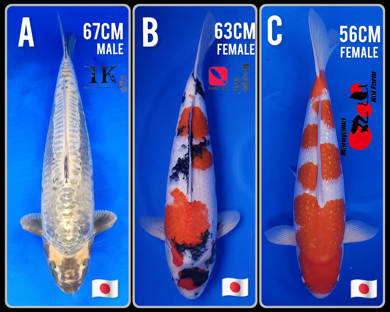 Lelang Koi Online, Jual Beli Ikan Koi, Pasar Koi Terbaik, Agen Lelang Koi, Penawaran Koi Berkualitas, Harga Jual Koi, Lelang Ikan Koi Import, Beli Koi Online, Jual Koi Murah, Koi Showroom, Penjual Koi Terpercaya, Lelang Koi Jakarta, Jual Koi Lokal, Koi Kualitas Unggul, Harga Terbaik Koi, Jual Koi Indukan, Lelang Ikan Hias Koi, Pasar Koi Indonesia, Beli Koi Berkualitas Tinggi, Koi Farm Terbesar, Jual Beli Koi Impor, Lelang Ikan Koi Kualitas Premium, Daftar Harga Koi Terbaru, Pusat Jual Beli Koi, Info Lelang Koi Hari Ini.