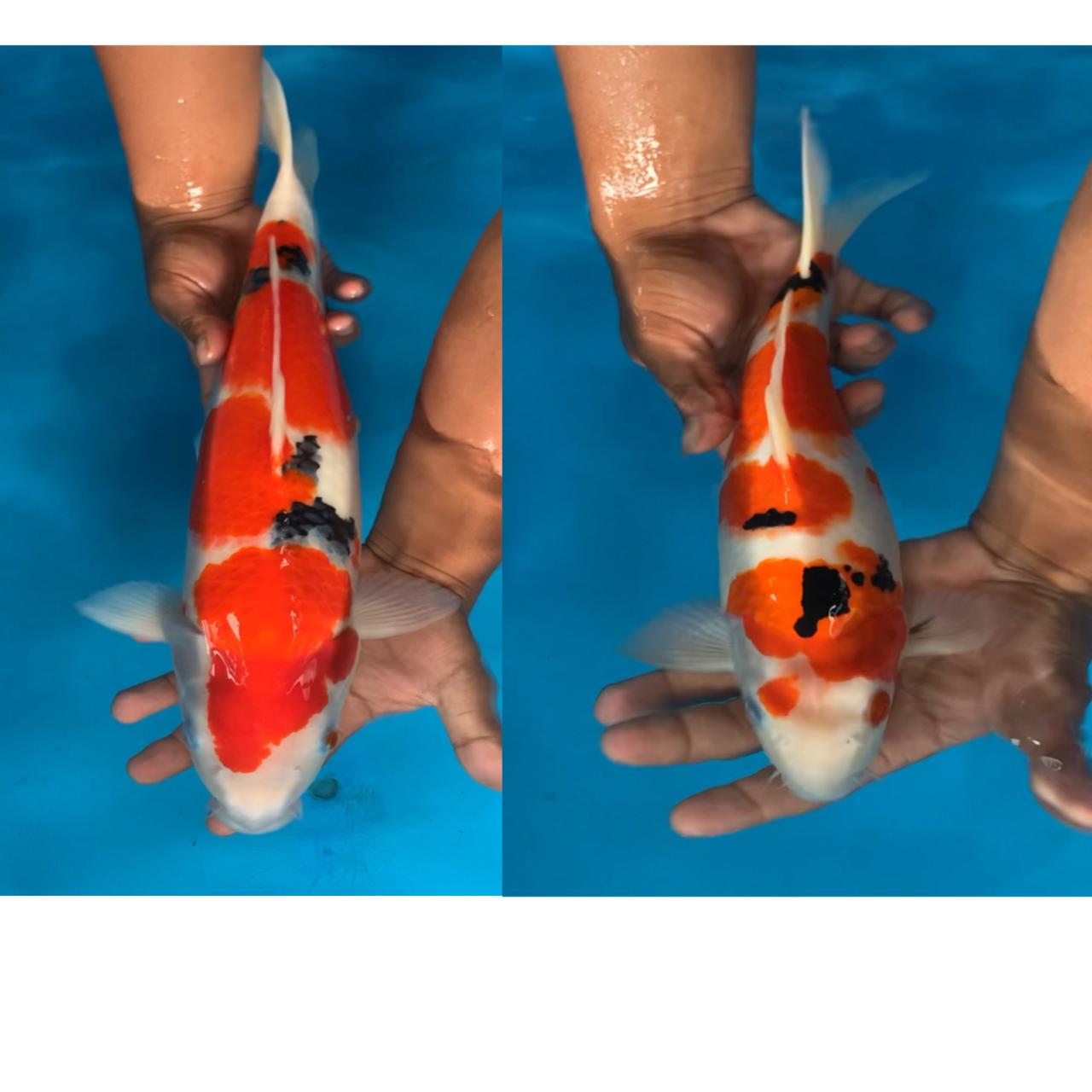 Lelang Koi Online, Jual Beli Ikan Koi, Pasar Koi Terbaik, Agen Lelang Koi, Penawaran Koi Berkualitas, Harga Jual Koi, Lelang Ikan Koi Import, Beli Koi Online, Jual Koi Murah, Koi Showroom, Penjual Koi Terpercaya, Lelang Koi Jakarta, Jual Koi Lokal, Koi Kualitas Unggul, Harga Terbaik Koi, Jual Koi Indukan, Lelang Ikan Hias Koi, Pasar Koi Indonesia, Beli Koi Berkualitas Tinggi, Koi Farm Terbesar, Jual Beli Koi Impor, Lelang Ikan Koi Kualitas Premium, Daftar Harga Koi Terbaru, Pusat Jual Beli Koi, Info Lelang Koi Hari Ini.