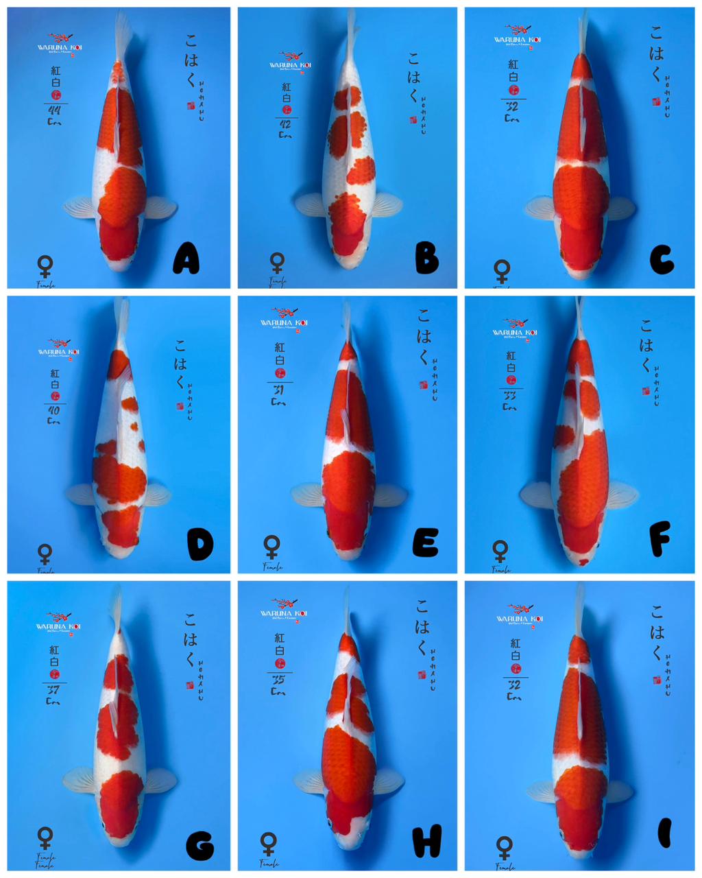 Lelang Koi Online, Jual Beli Ikan Koi, Pasar Koi Terbaik, Agen Lelang Koi, Penawaran Koi Berkualitas, Harga Jual Koi, Lelang Ikan Koi Import, Beli Koi Online, Jual Koi Murah, Koi Showroom, Penjual Koi Terpercaya, Lelang Koi Jakarta, Jual Koi Lokal, Koi Kualitas Unggul, Harga Terbaik Koi, Jual Koi Indukan, Lelang Ikan Hias Koi, Pasar Koi Indonesia, Beli Koi Berkualitas Tinggi, Koi Farm Terbesar, Jual Beli Koi Impor, Lelang Ikan Koi Kualitas Premium, Daftar Harga Koi Terbaru, Pusat Jual Beli Koi, Info Lelang Koi Hari Ini.