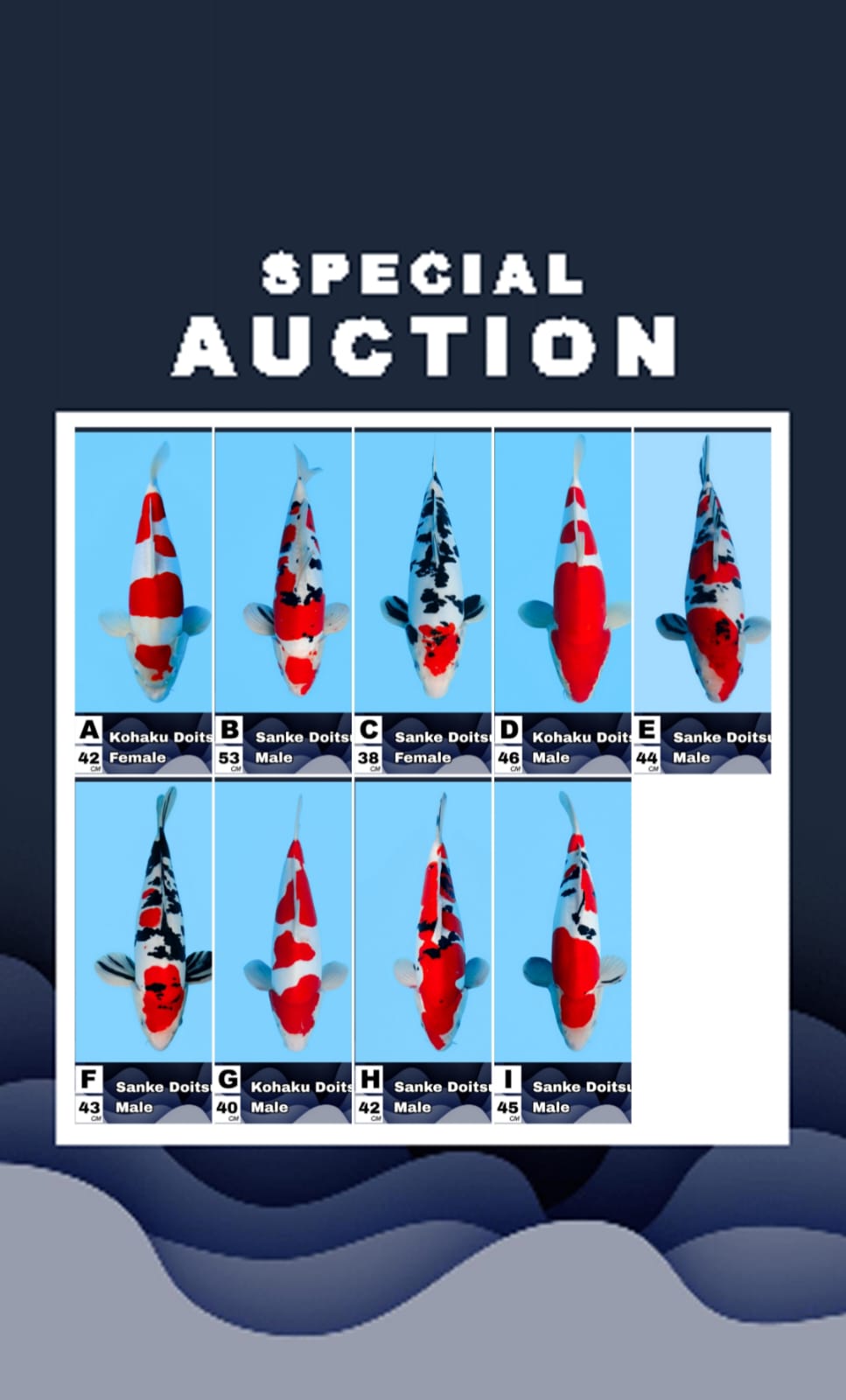 Lelang Koi Online, Jual Beli Ikan Koi, Pasar Koi Terbaik, Agen Lelang Koi, Penawaran Koi Berkualitas, Harga Jual Koi, Lelang Ikan Koi Import, Beli Koi Online, Jual Koi Murah, Koi Showroom, Penjual Koi Terpercaya, Lelang Koi Jakarta, Jual Koi Lokal, Koi Kualitas Unggul, Harga Terbaik Koi, Jual Koi Indukan, Lelang Ikan Hias Koi, Pasar Koi Indonesia, Beli Koi Berkualitas Tinggi, Koi Farm Terbesar, Jual Beli Koi Impor, Lelang Ikan Koi Kualitas Premium, Daftar Harga Koi Terbaru, Pusat Jual Beli Koi, Info Lelang Koi Hari Ini.