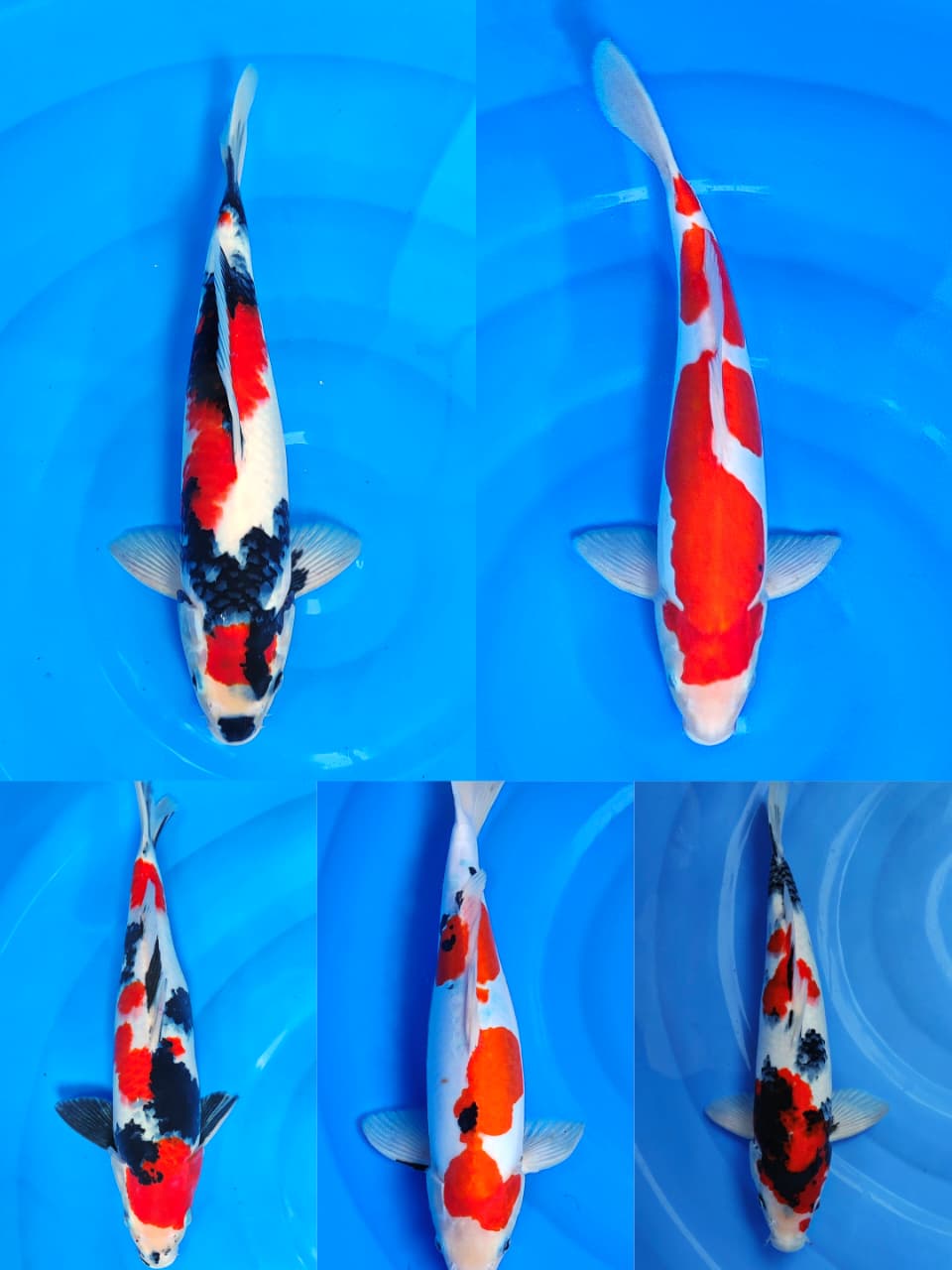 Lelang Koi Online, Jual Beli Ikan Koi, Pasar Koi Terbaik, Agen Lelang Koi, Penawaran Koi Berkualitas, Harga Jual Koi, Lelang Ikan Koi Import, Beli Koi Online, Jual Koi Murah, Koi Showroom, Penjual Koi Terpercaya, Lelang Koi Jakarta, Jual Koi Lokal, Koi Kualitas Unggul, Harga Terbaik Koi, Jual Koi Indukan, Lelang Ikan Hias Koi, Pasar Koi Indonesia, Beli Koi Berkualitas Tinggi, Koi Farm Terbesar, Jual Beli Koi Impor, Lelang Ikan Koi Kualitas Premium, Daftar Harga Koi Terbaru, Pusat Jual Beli Koi, Info Lelang Koi Hari Ini.