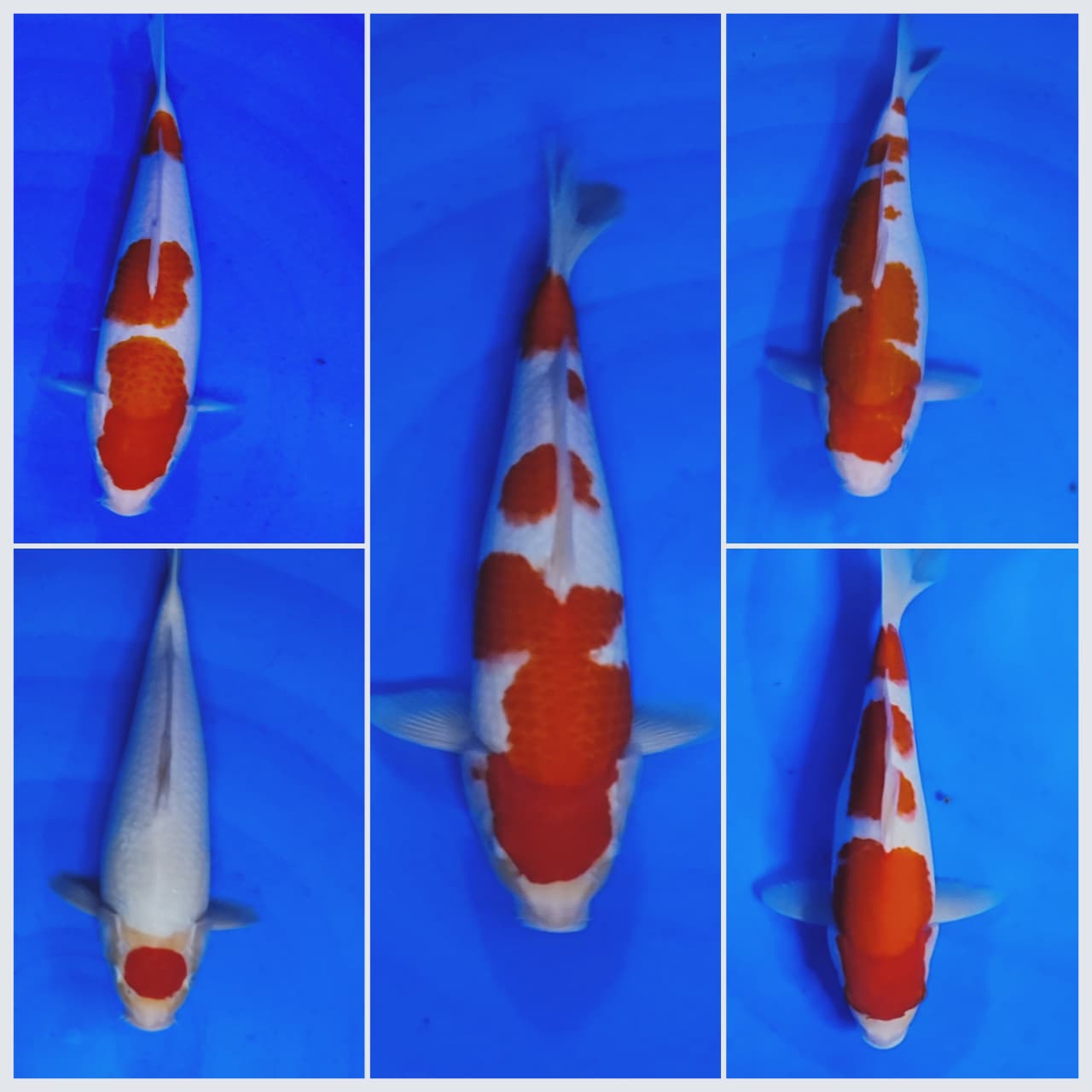 Lelang Koi Online, Jual Beli Ikan Koi, Pasar Koi Terbaik, Agen Lelang Koi, Penawaran Koi Berkualitas, Harga Jual Koi, Lelang Ikan Koi Import, Beli Koi Online, Jual Koi Murah, Koi Showroom, Penjual Koi Terpercaya, Lelang Koi Jakarta, Jual Koi Lokal, Koi Kualitas Unggul, Harga Terbaik Koi, Jual Koi Indukan, Lelang Ikan Hias Koi, Pasar Koi Indonesia, Beli Koi Berkualitas Tinggi, Koi Farm Terbesar, Jual Beli Koi Impor, Lelang Ikan Koi Kualitas Premium, Daftar Harga Koi Terbaru, Pusat Jual Beli Koi, Info Lelang Koi Hari Ini.